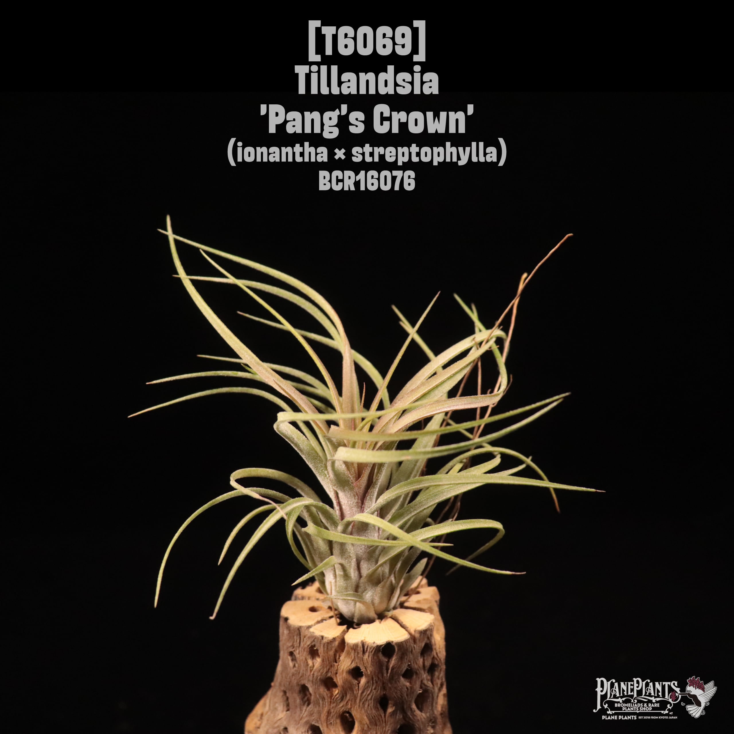 Tillandsia 'Pang's Crown'〔ティランジア〕T6069