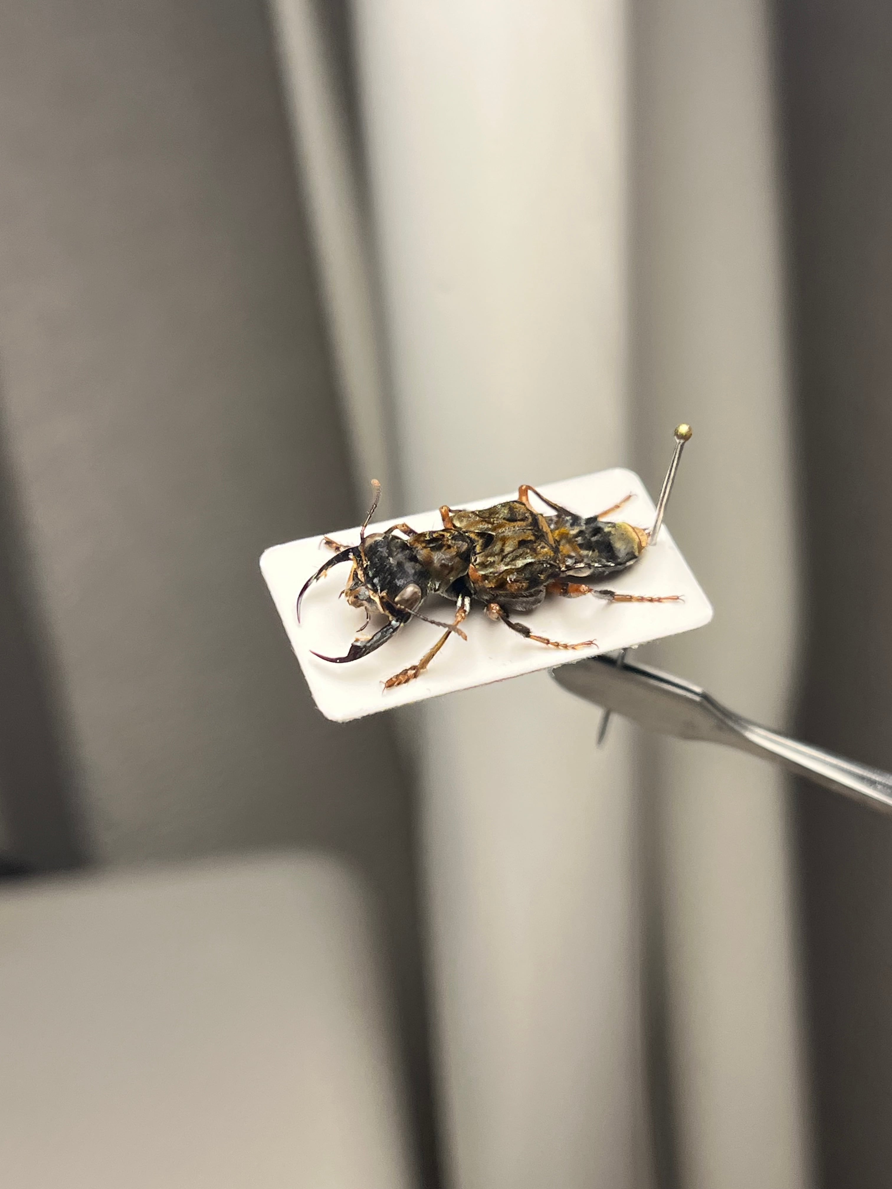 【22mm】クワガタのような大顎を有したキバサビハネカクシ 標本 22mm】クワガタのような大顎を有したキバサビハネカクシ 標本