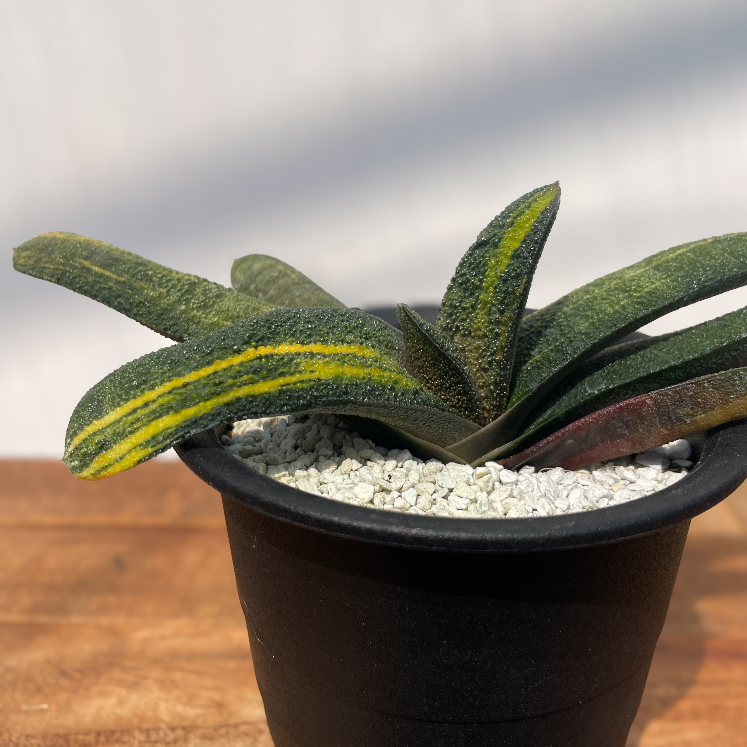 多肉植物　ガステリア　batesiana錦抜き苗 多肉植物 ガステリア batesiana錦抜き苗 多肉植物 ガステリア