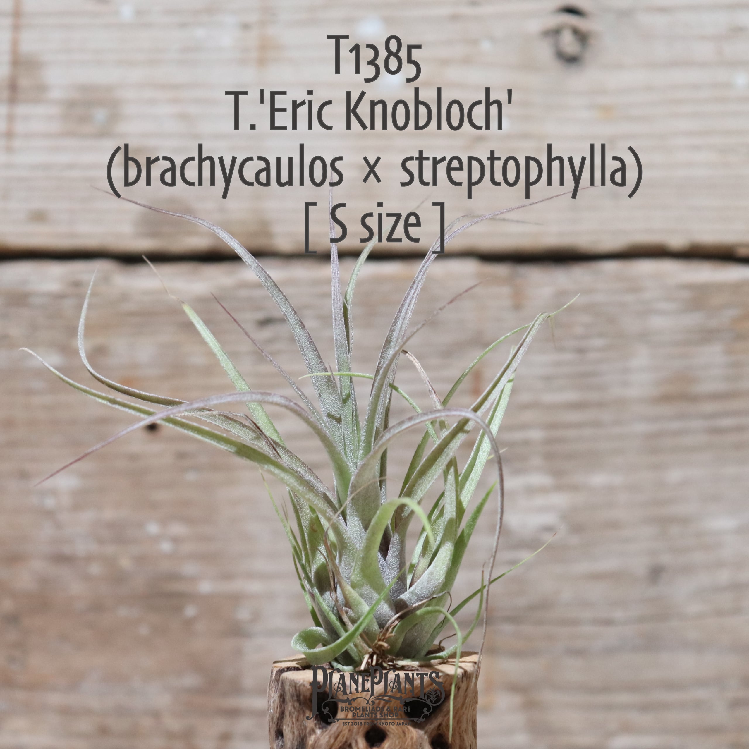 送料無料】 'Eric Knobloch'〔エアプランツ〕現品発送T1385 | plane plants