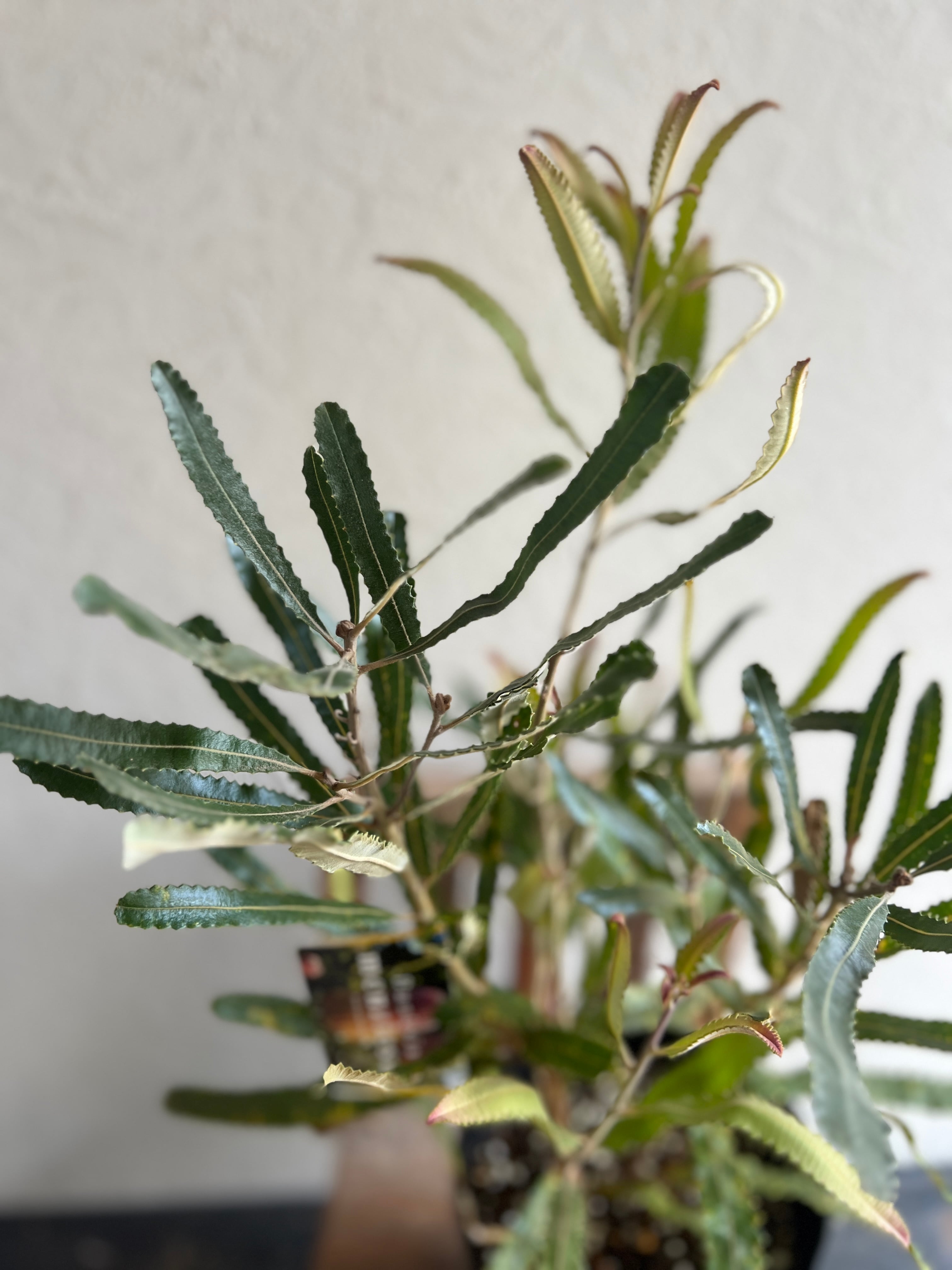 バンクシア メンジーシー① | 沼ノ上農園