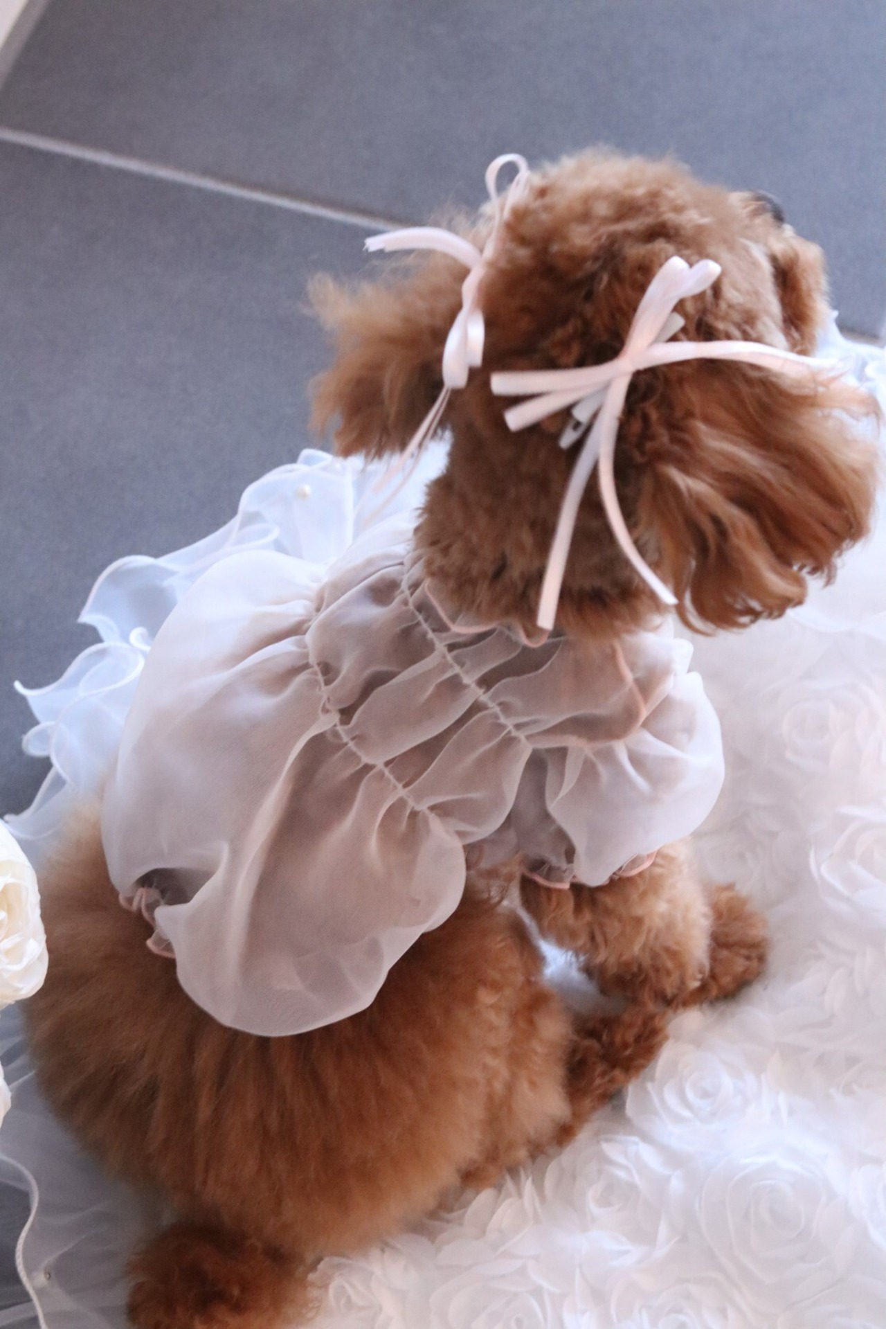 即納【AVELY】オーガンザシースルーパフブラウス