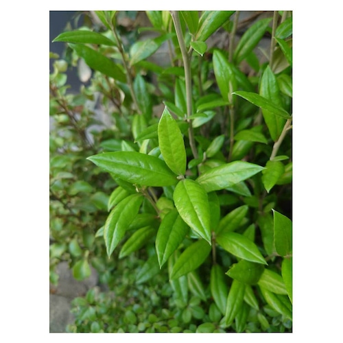 Corokia 'Geentys Giant'