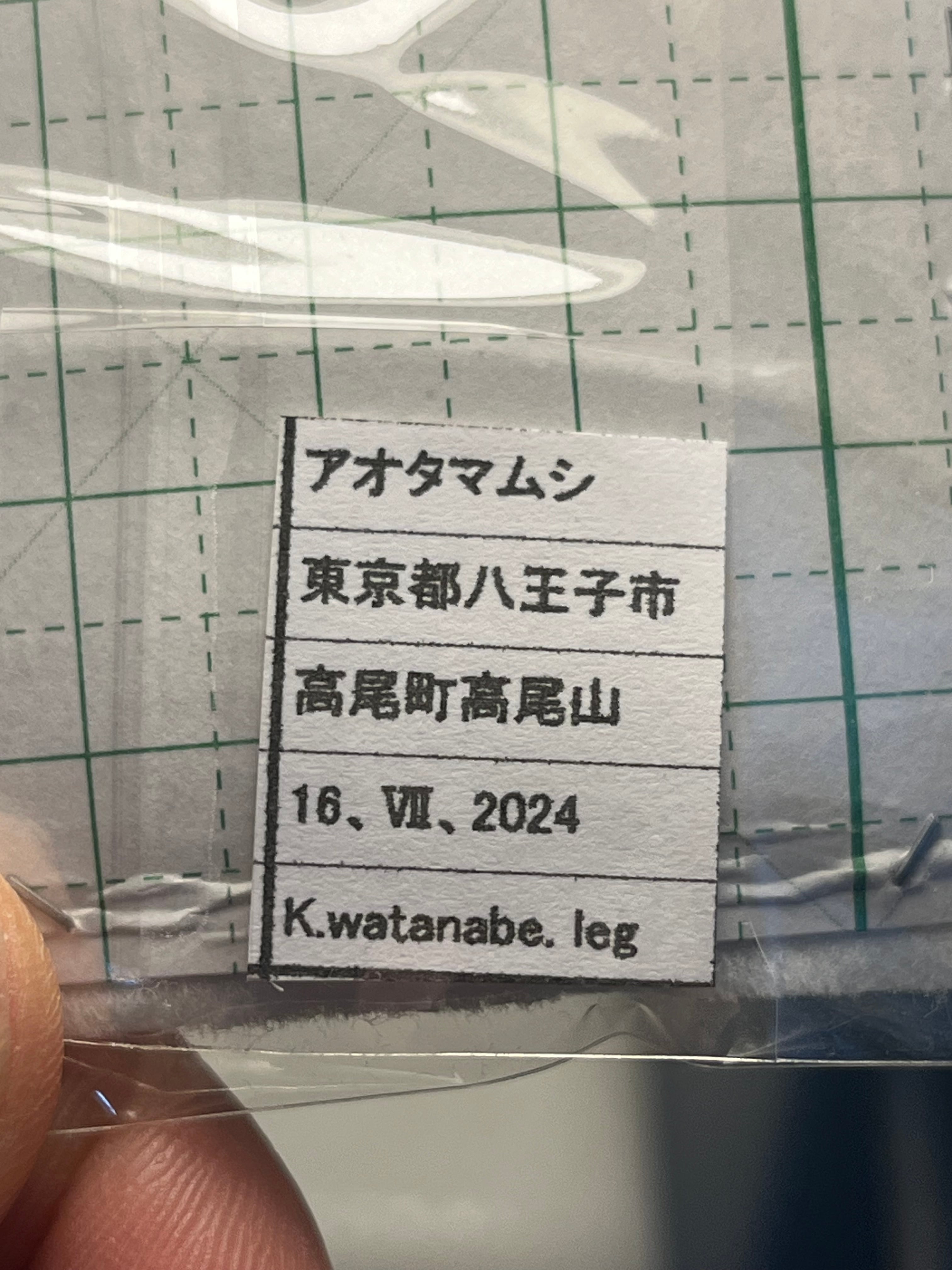 国産青玉虫最高峰】アオタマムシ 昆虫標本 コブハムシ ハムシ