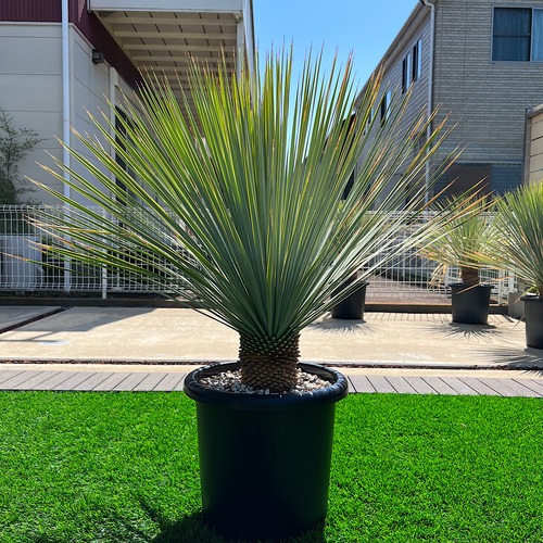 ユッカロストラータ 画像