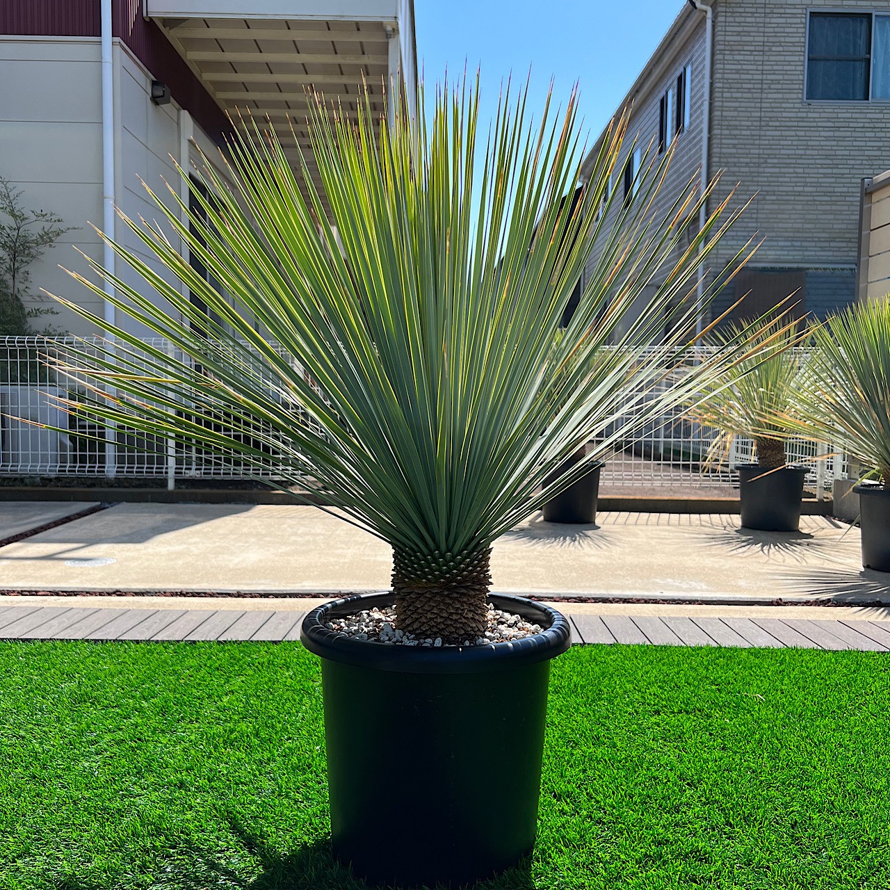 ユッカロストラータ 画像1