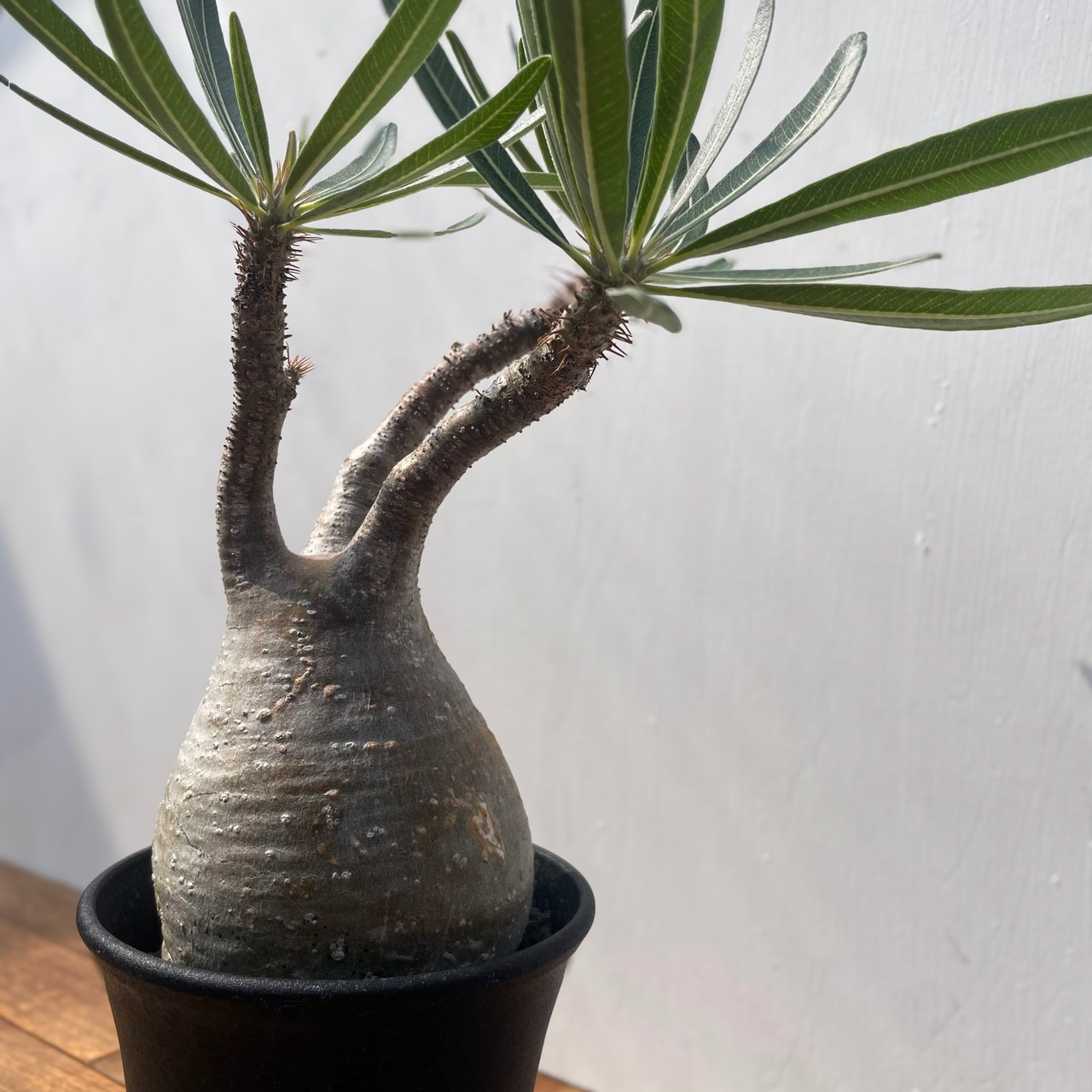 Pachypodium Gracilius【パキポディウム・グラキリス】