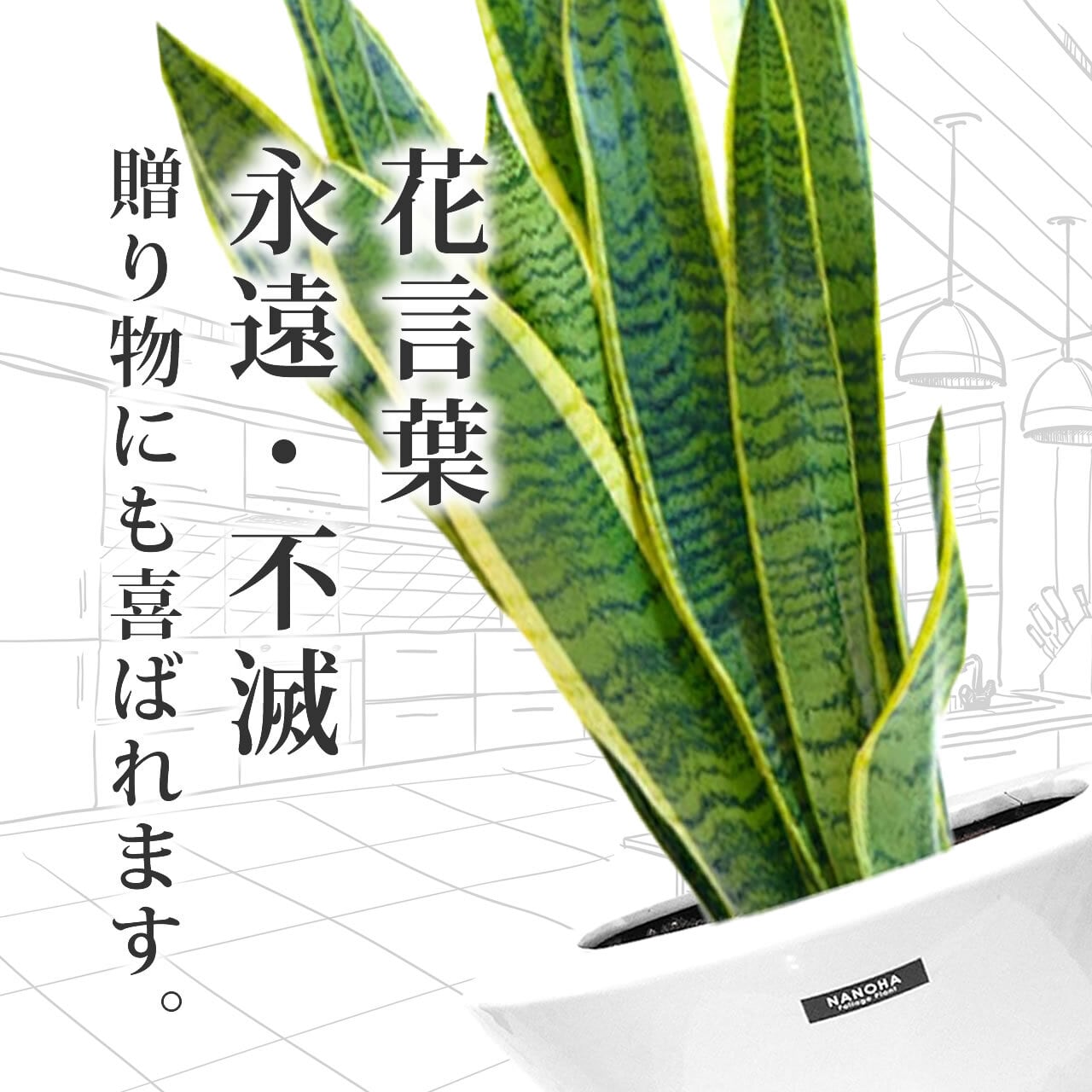 空気清浄のプロ！サンスベリア 8号 陶器鉢 | インテリアグリーン