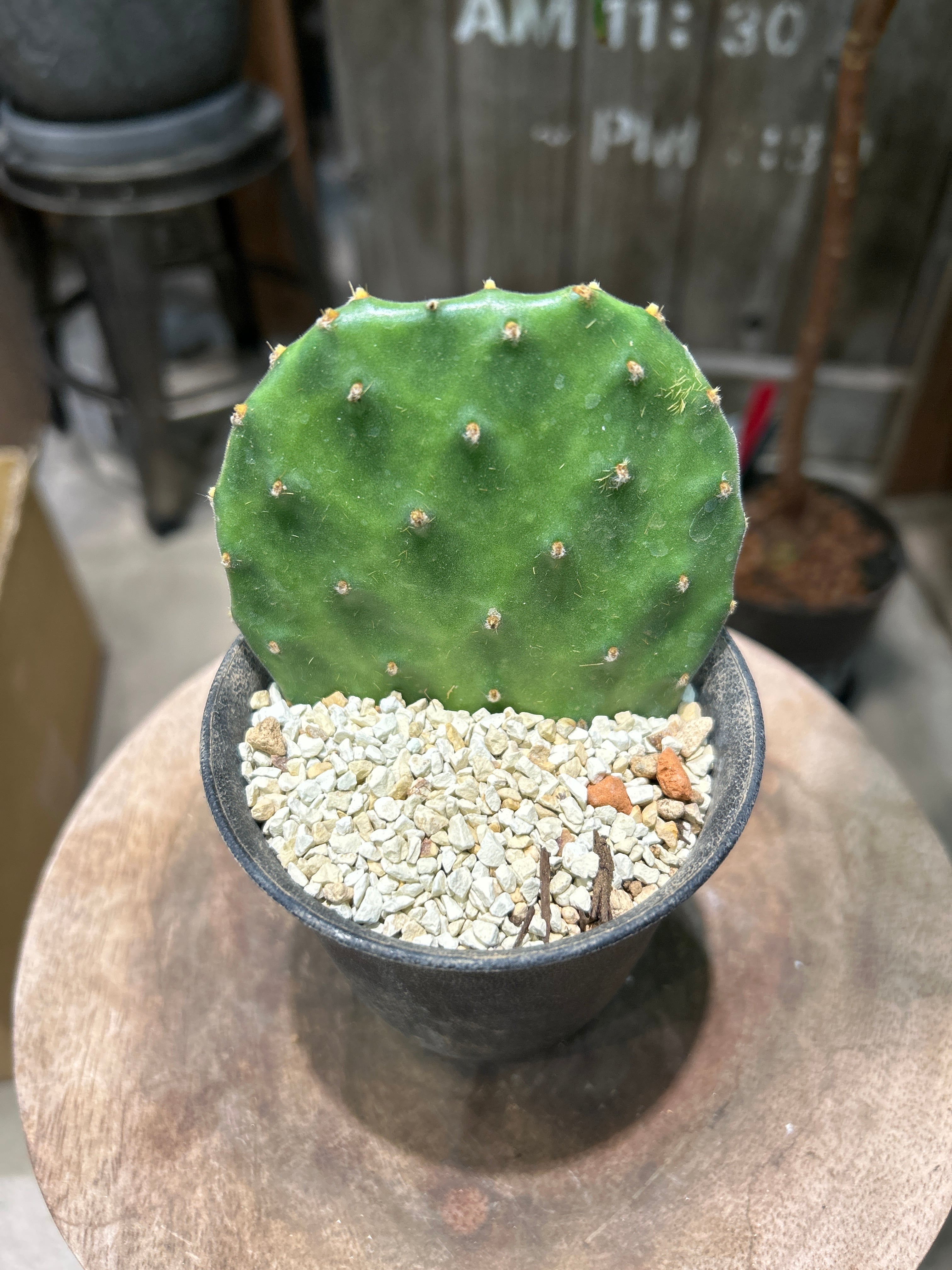 フィロデンドロン ギガンチウム ブリザード | MIDORIYA 観葉植物専門店