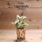 【送料無料】streptophylla M〔エアプランツ〕現品発送T2752