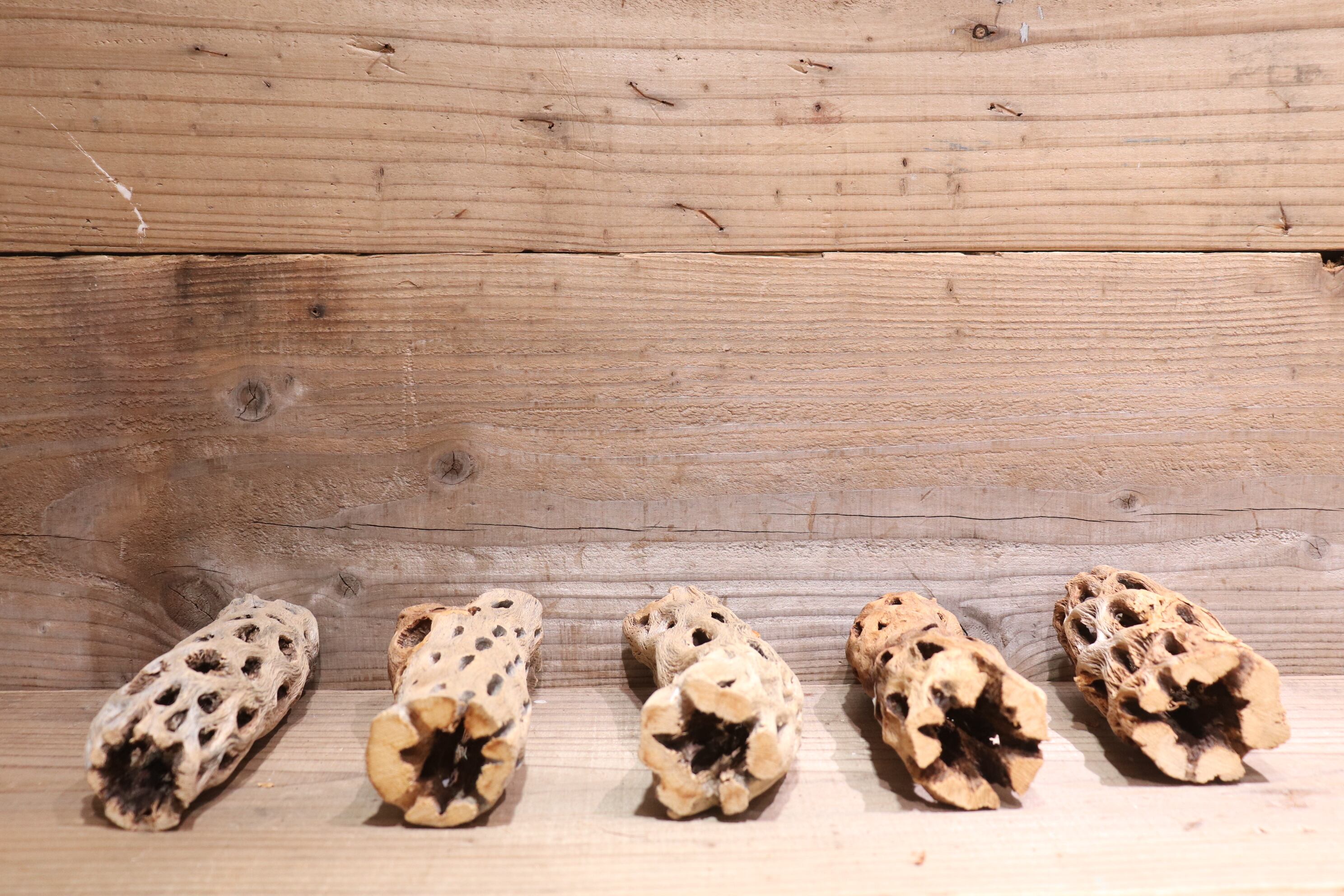 送料無料】カクタス スケルトン M (11-15cm) [M11-20] | plane plants