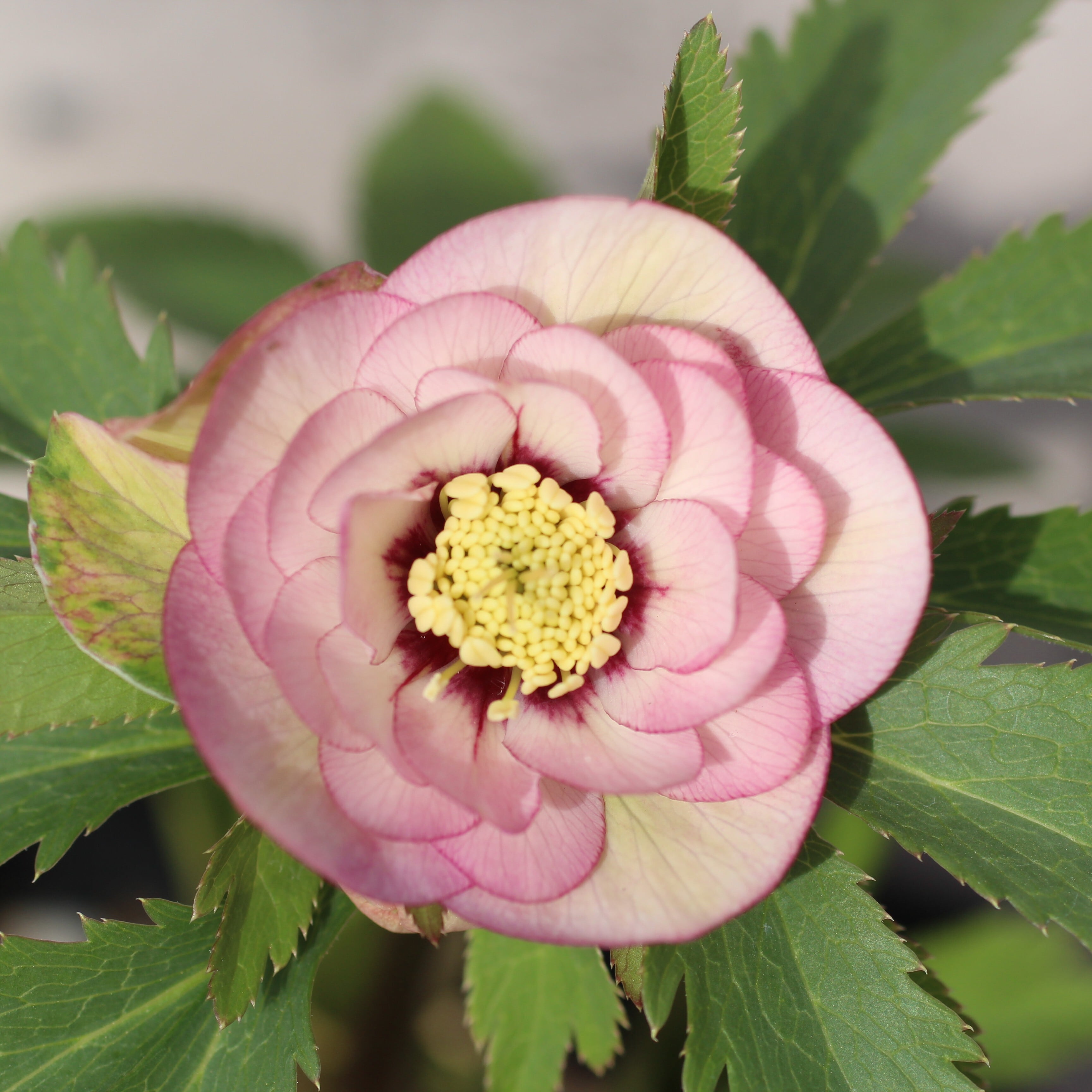 WS26-003 クリスマスローズ ウィンターシンフォニー 桃色の静ダブル