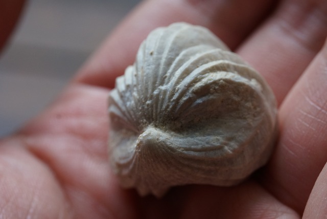 Burmirhynchia Decorata　化石 ⑧