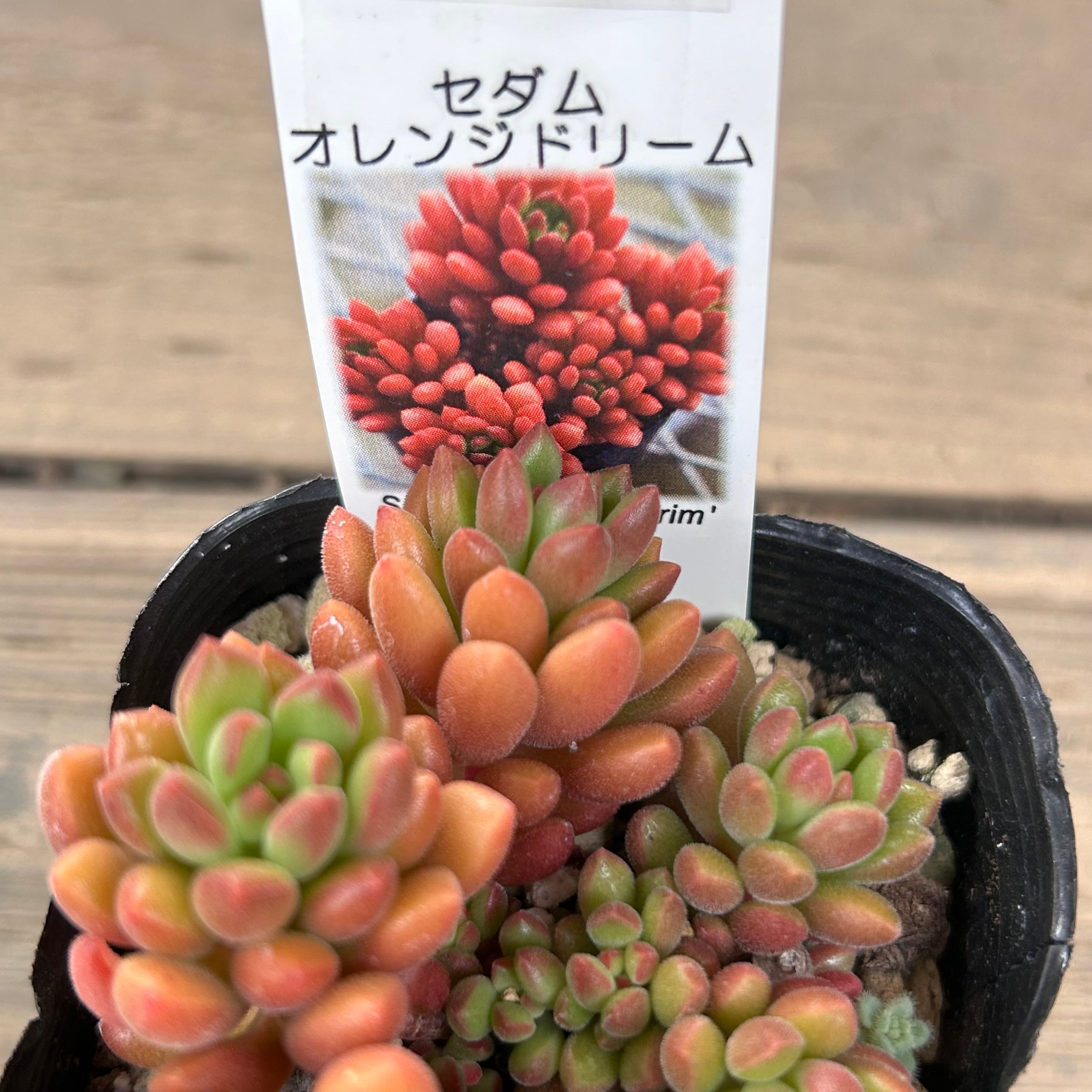 オレンジドリーム | RuPo 多肉植物専門店
