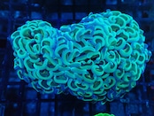 Ancora WhiteBlue 11