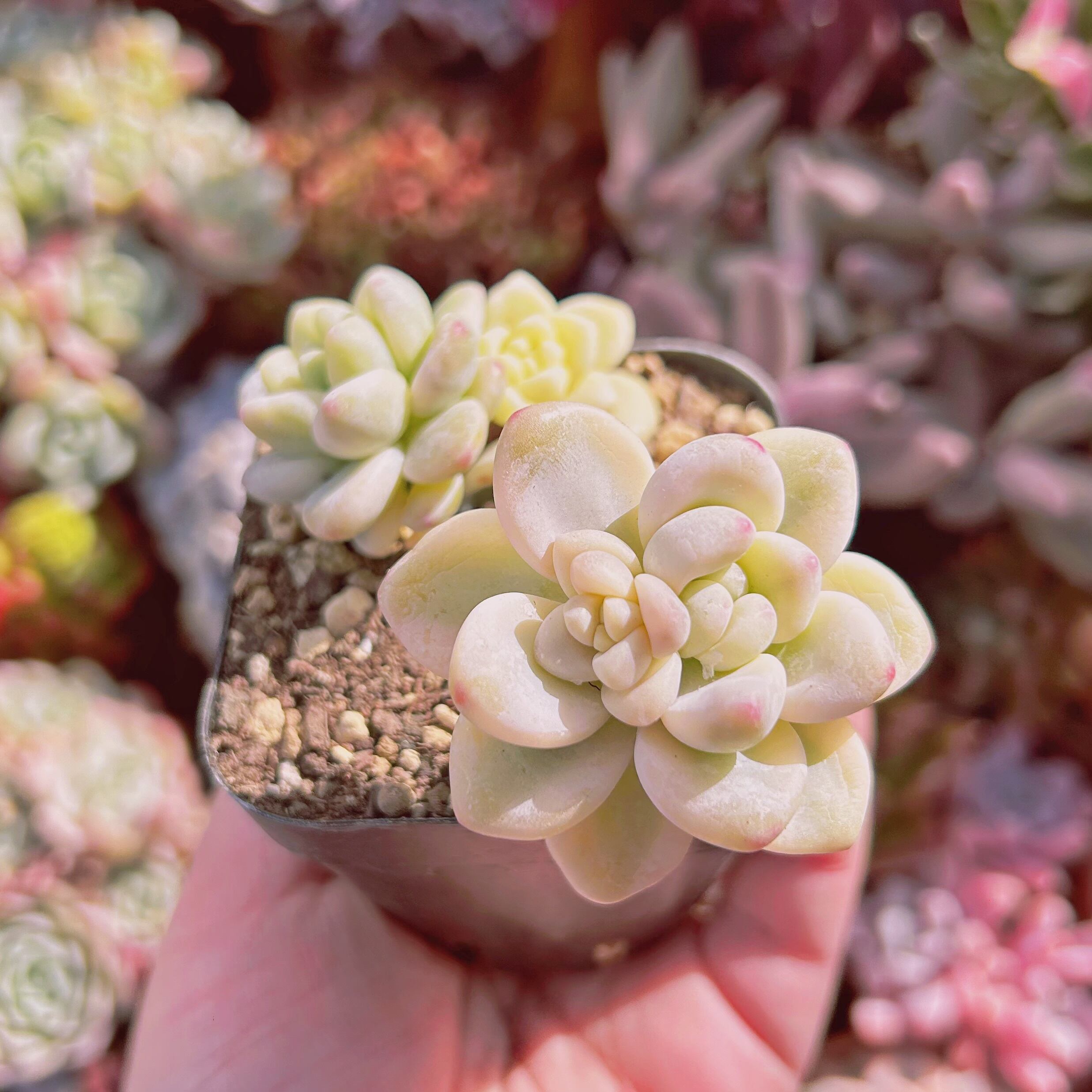 #862現物　多肉植物　ラウル錦　抜き苗