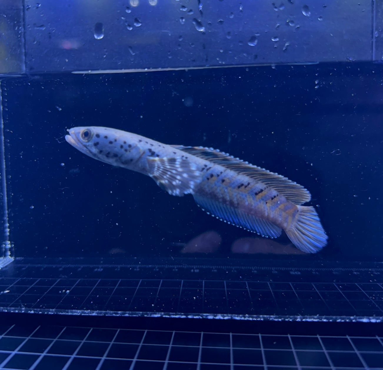 チャンナオルナティピンニス | THE AQUARIUM ISE