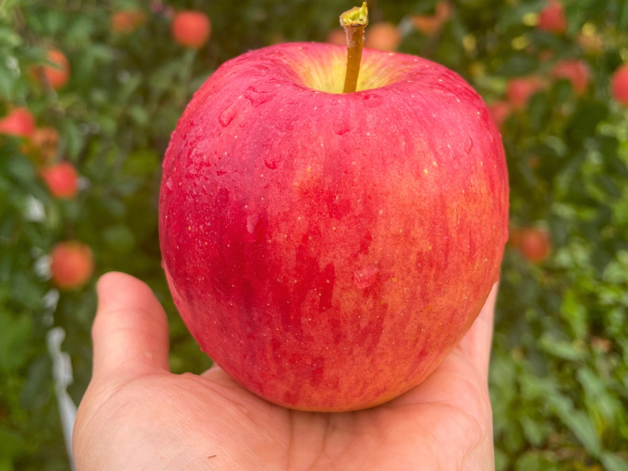 馬糞たい肥で育てたUMAPPLE2kg ※競走馬