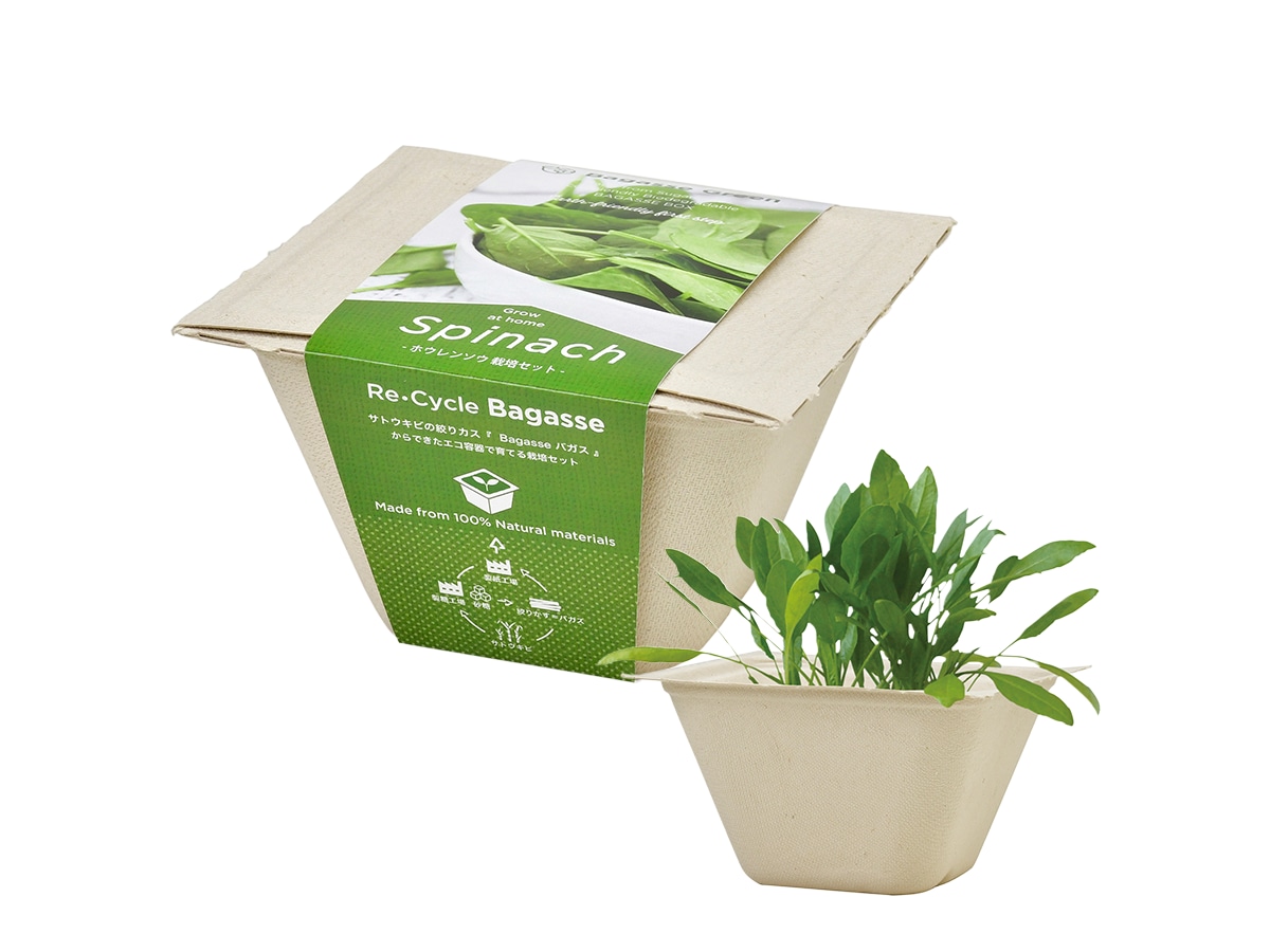 ほうれんそう出品 6個セット】BAGASSE GREEN サラダホウレンソウ | タネペラ