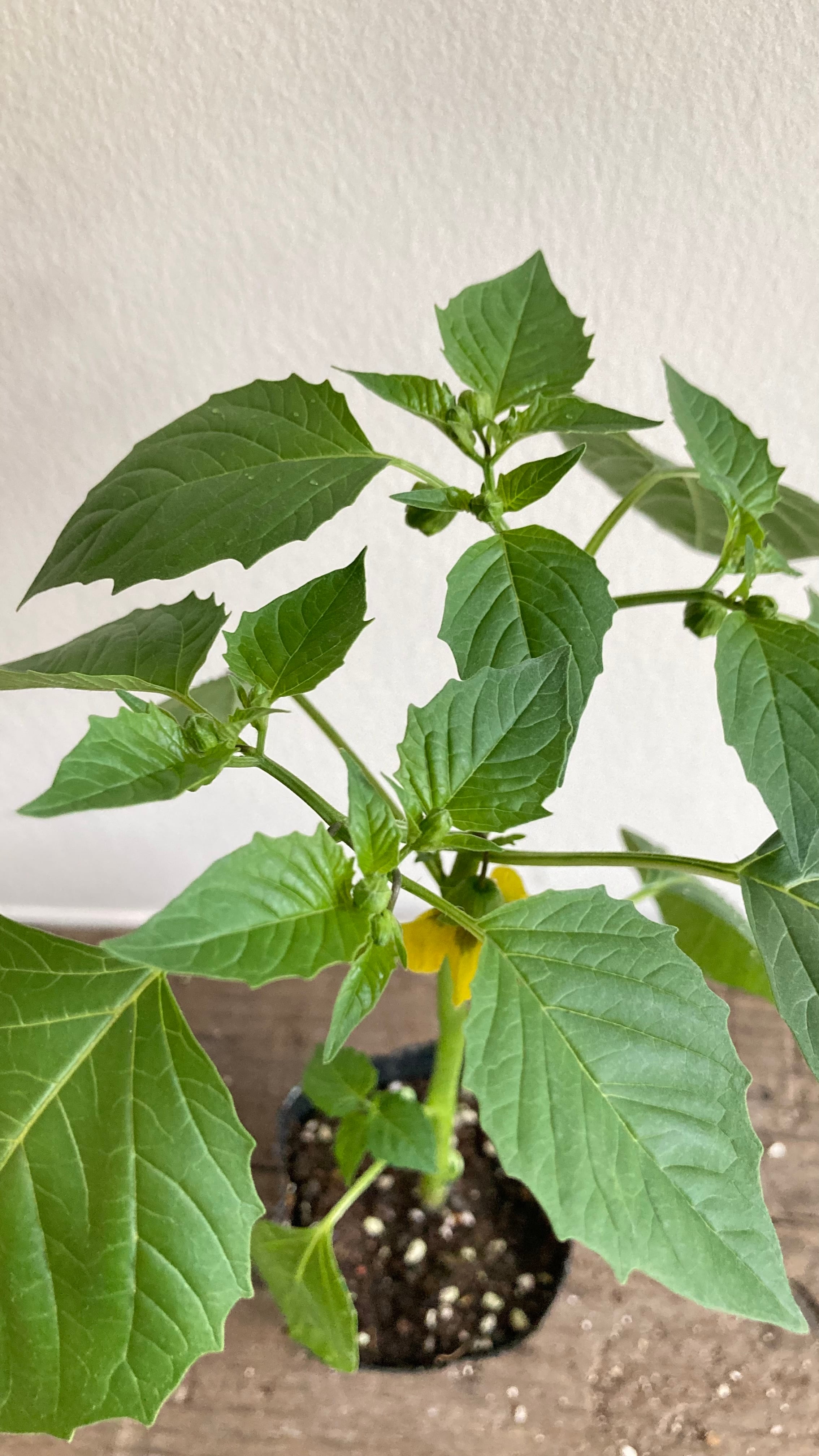 トマティーヨ苗　ご確認用 今期販売終了※トマティロ［TOMATILLOS］トマティーヨの苗【固定種