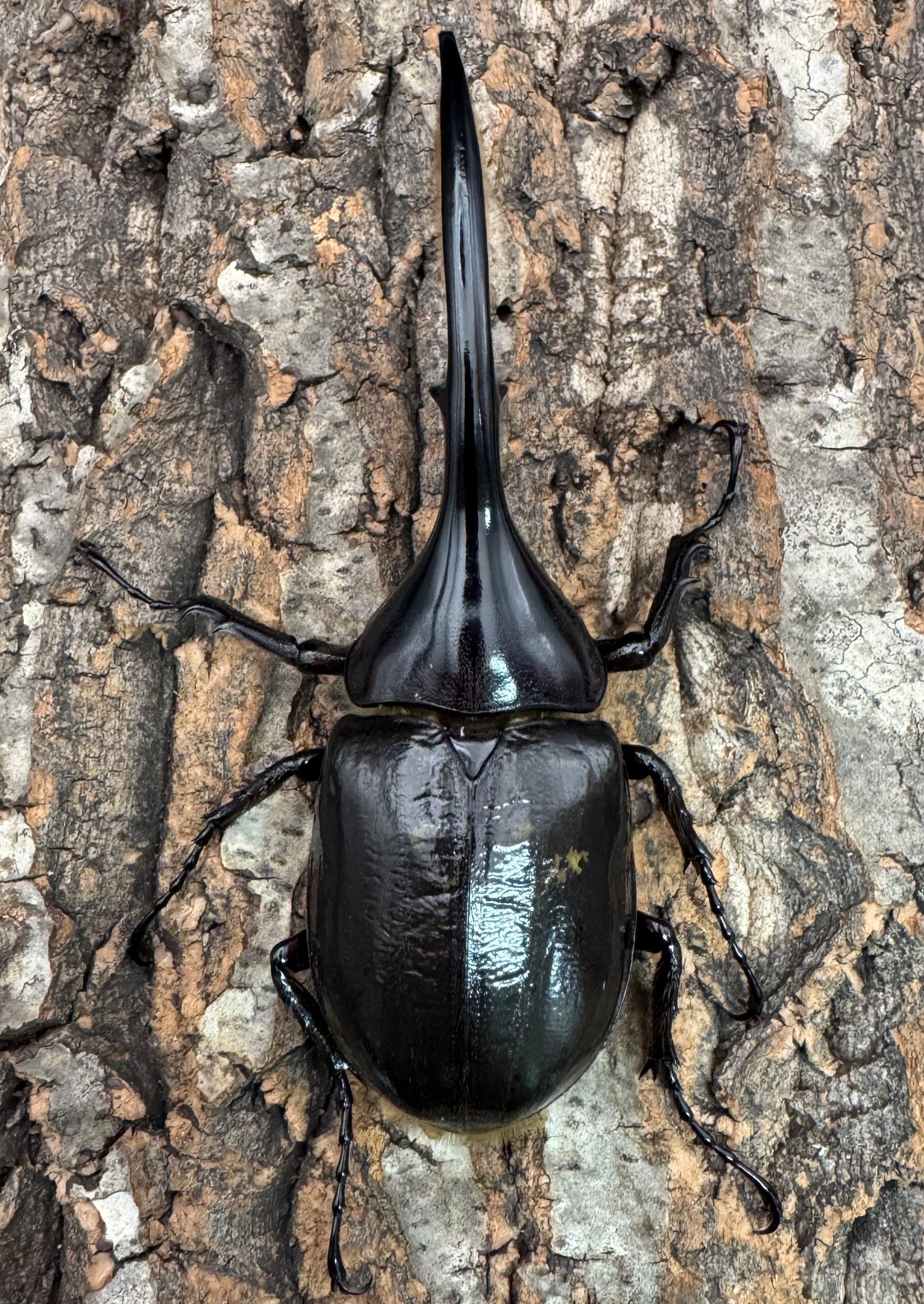 《ヘラクレス・ヘラクレス 122mm ペア》