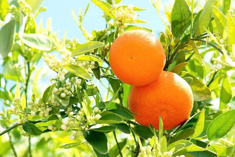 オレンジプチグレン（15ml）