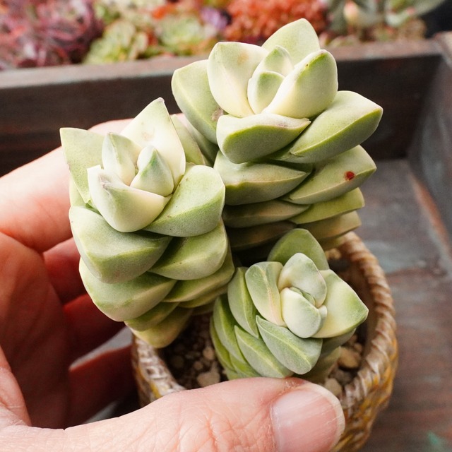 斑入り【紀ノ川錦群生 1】大人気　クラッスラ　群生　韓国多肉