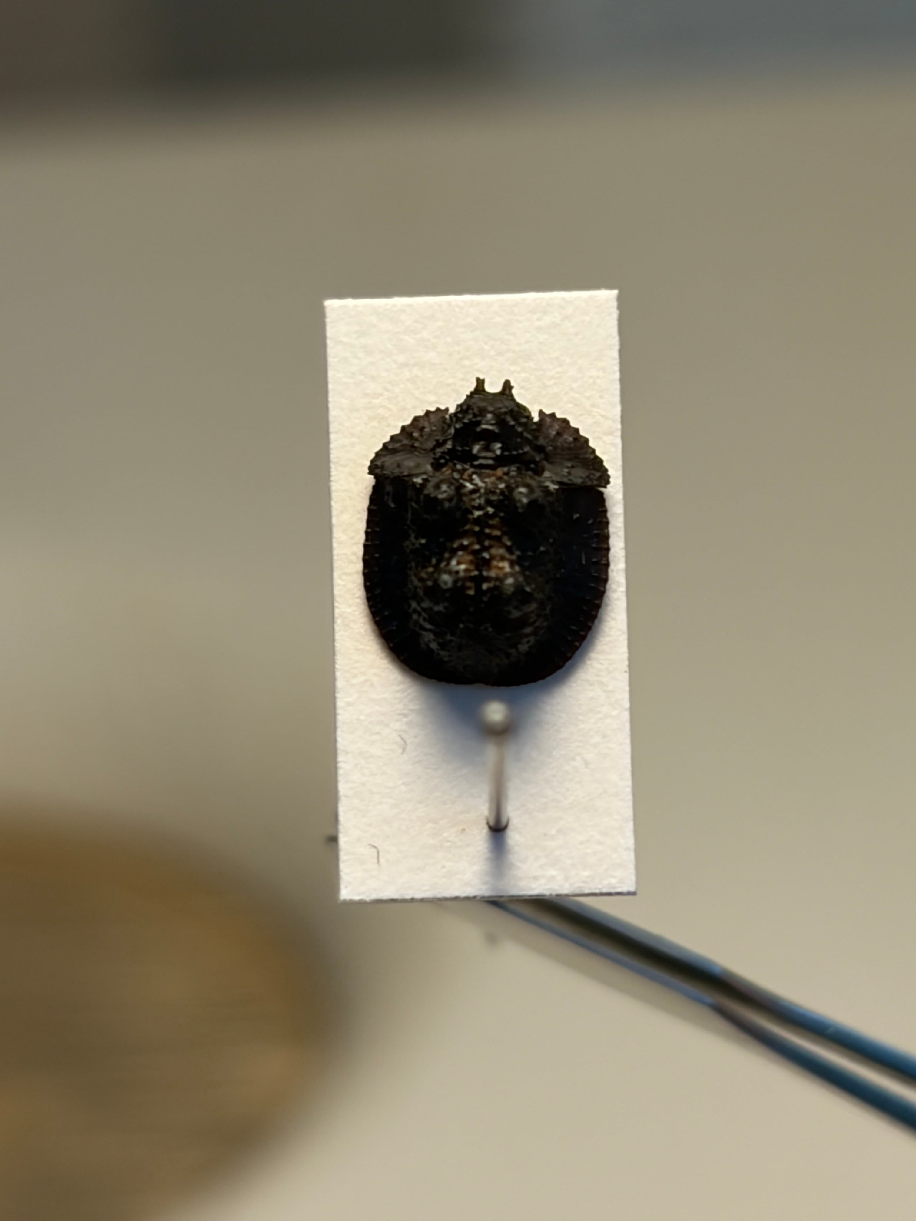 【特大♂】カタツムリみたいなコブスジツノゴミムシダマシ 標本 ゾウムシカミキリ糞 6mm】鉱物みたいなコブスジツノゴミムシダマシ 標本ゾウムシカミキリ