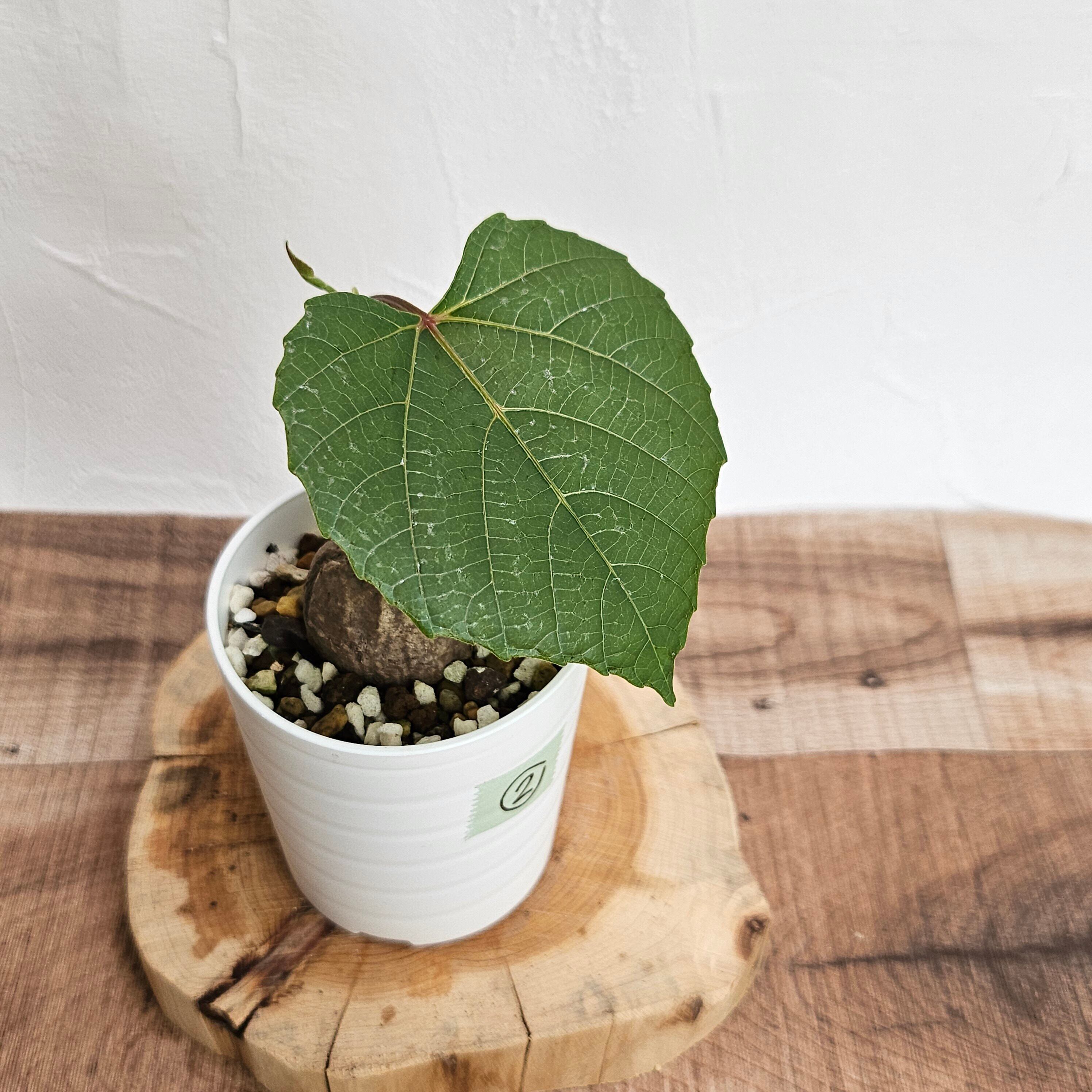 Homalomena sp.竜鱗 Riau【LA0815-01】ホマロメナ 【公式通販】