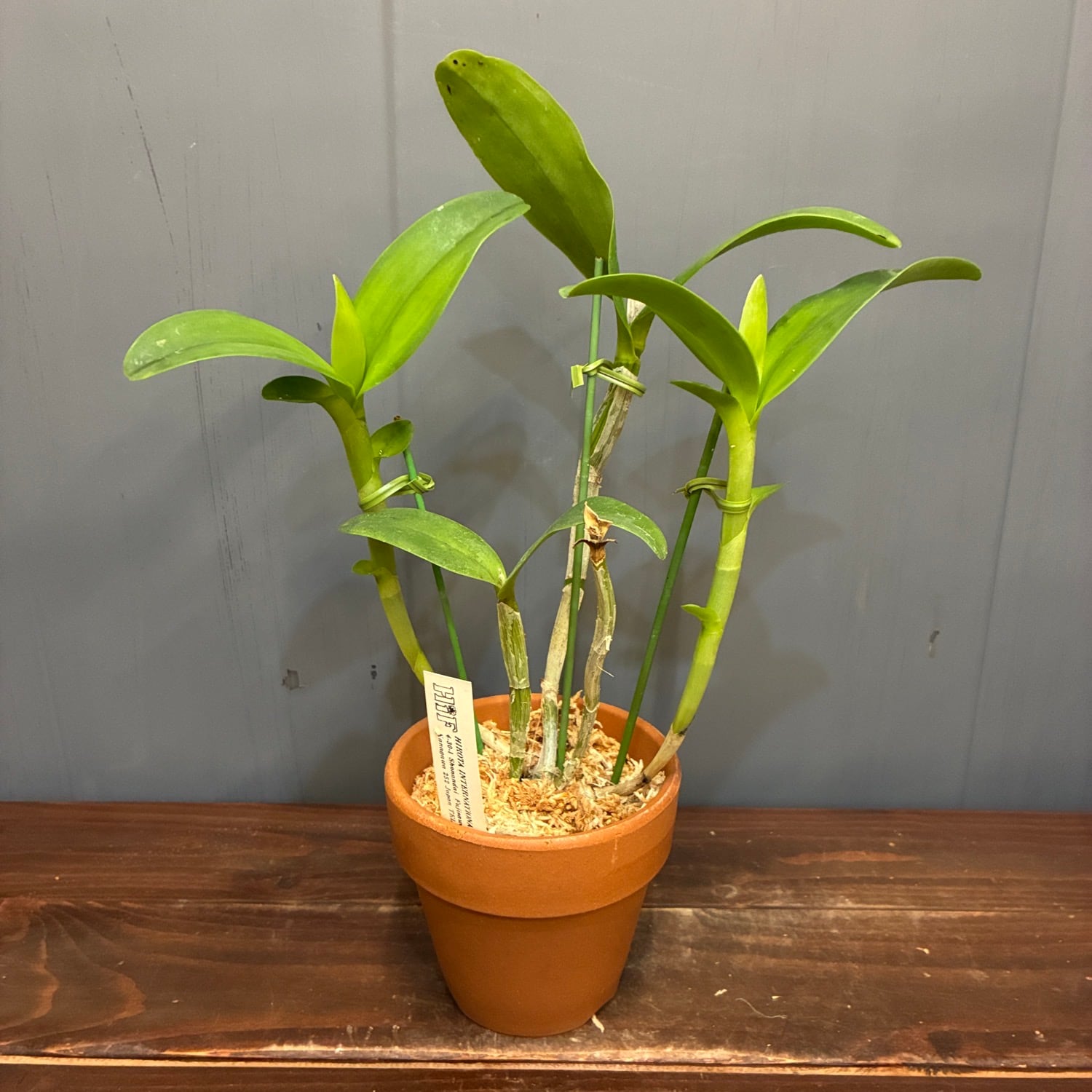 洋ラン カトレア C.aurantiaca 'Mishima Spots' x self【357