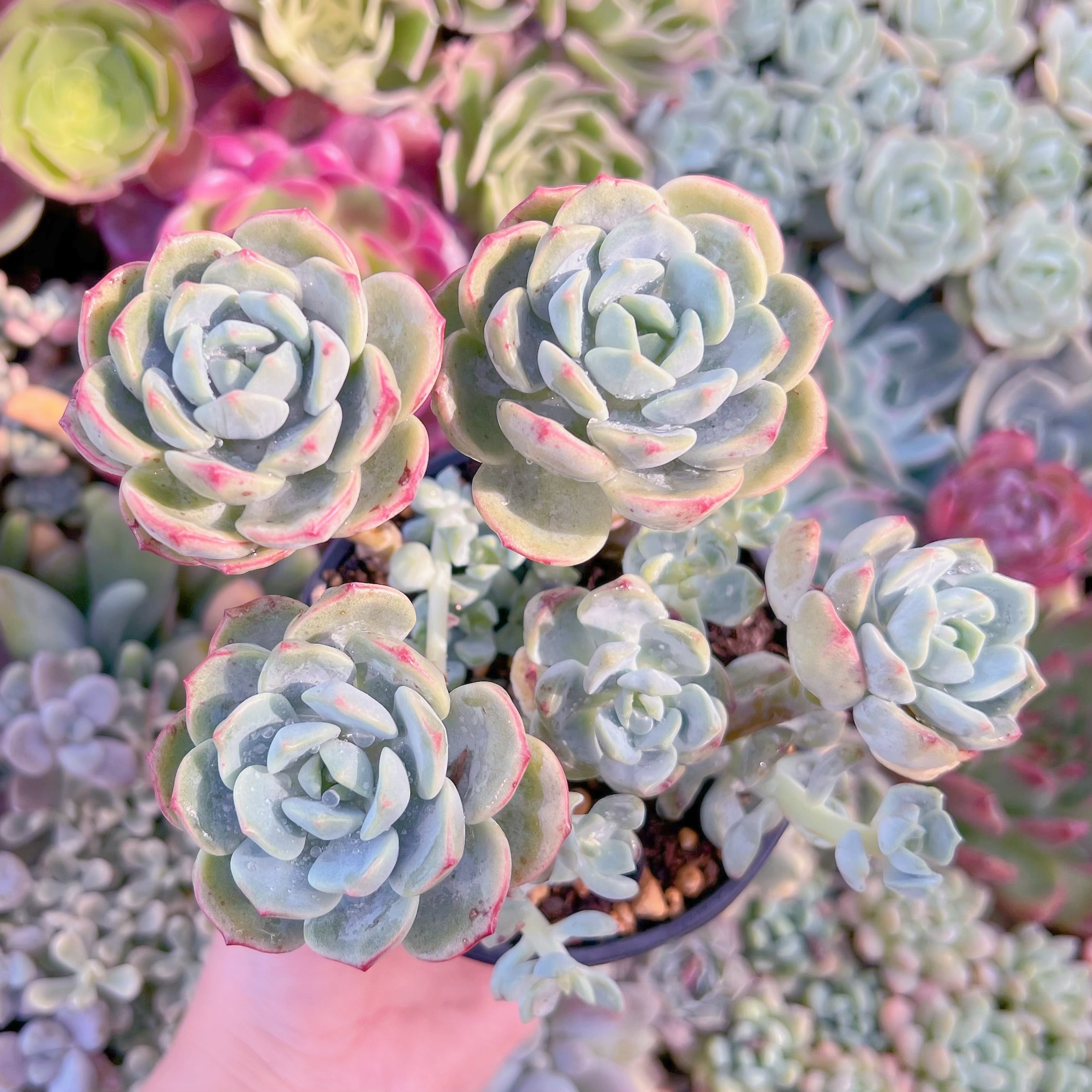 現品　バニラビス#249　群生　るる農園