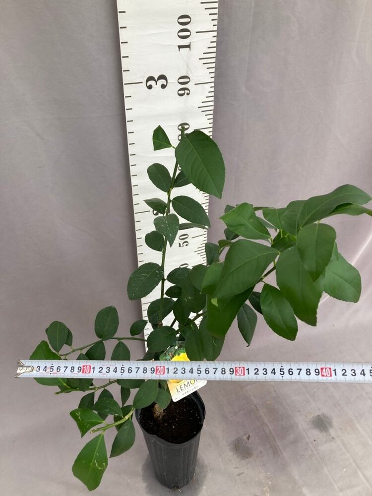 4年生　マイヤーレモン接木苗　樹高120センチ 6.5号ポット　撮影品のお届け 4年生 マイヤーレモン接木苗 樹高120センチ 6.5号ポット 撮影品のお届け