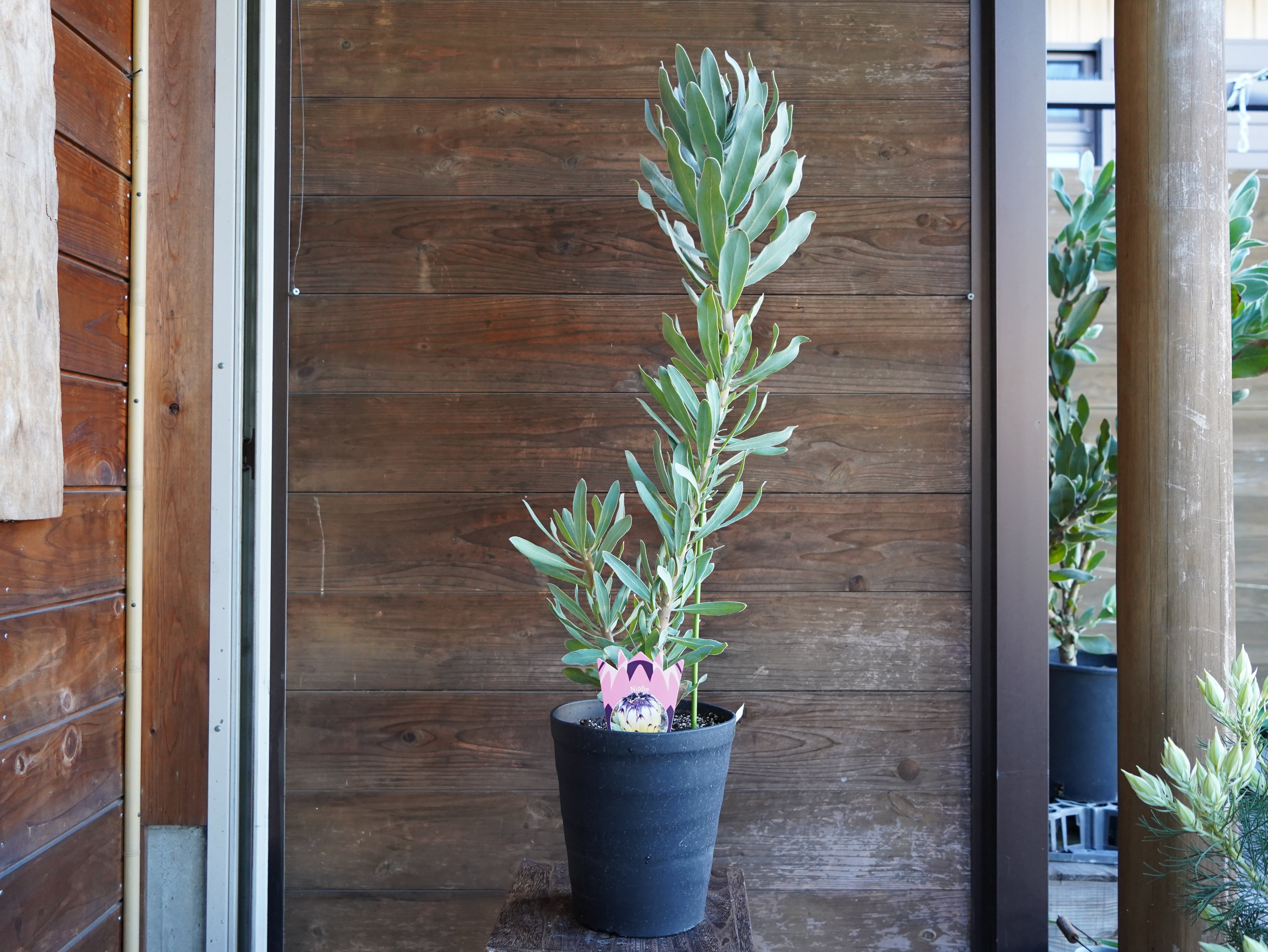 【現物】プロテア　”ニオベ”　