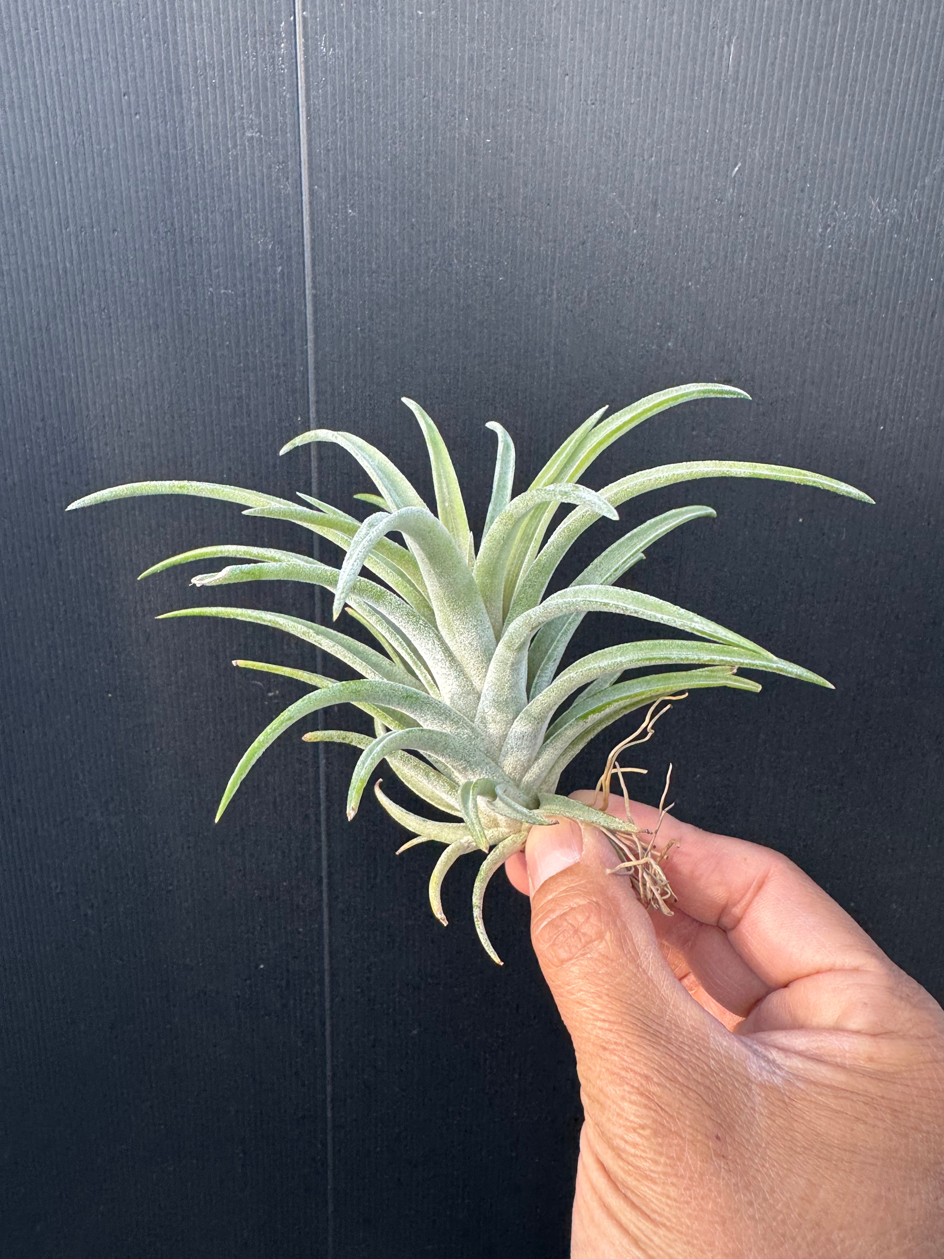 ココナッツグローブ① Coconut Grove | クルール プランツ couleur plants