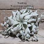 【送料無料】キセログラフィカ XL〔エアプランツ〕現品発送T0875