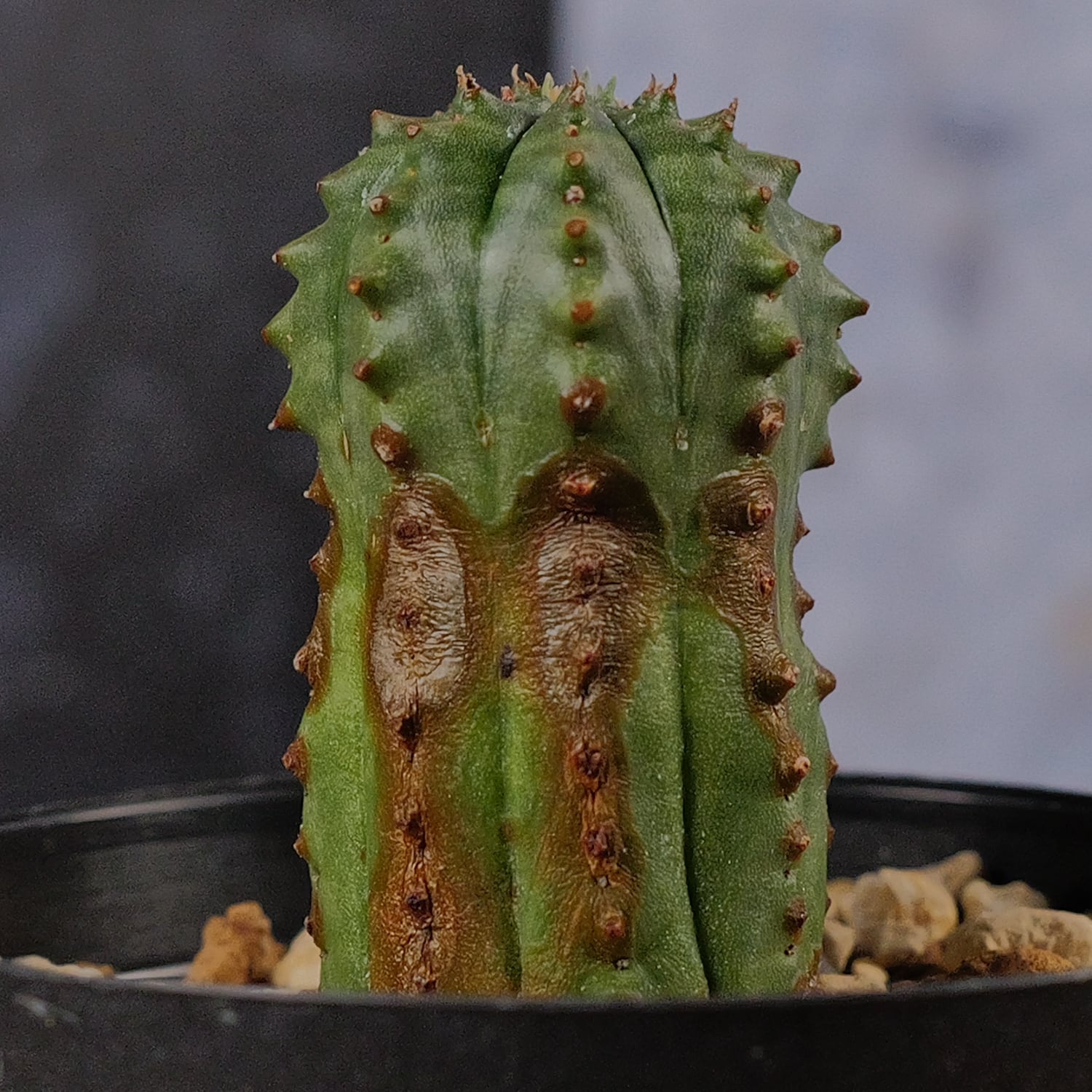 オベサ 綴化 約１０センチ カキコ微根 カキコ株】木質化 オベサ / ユーフォルビア | LIGHTHOUSE.PLANTS