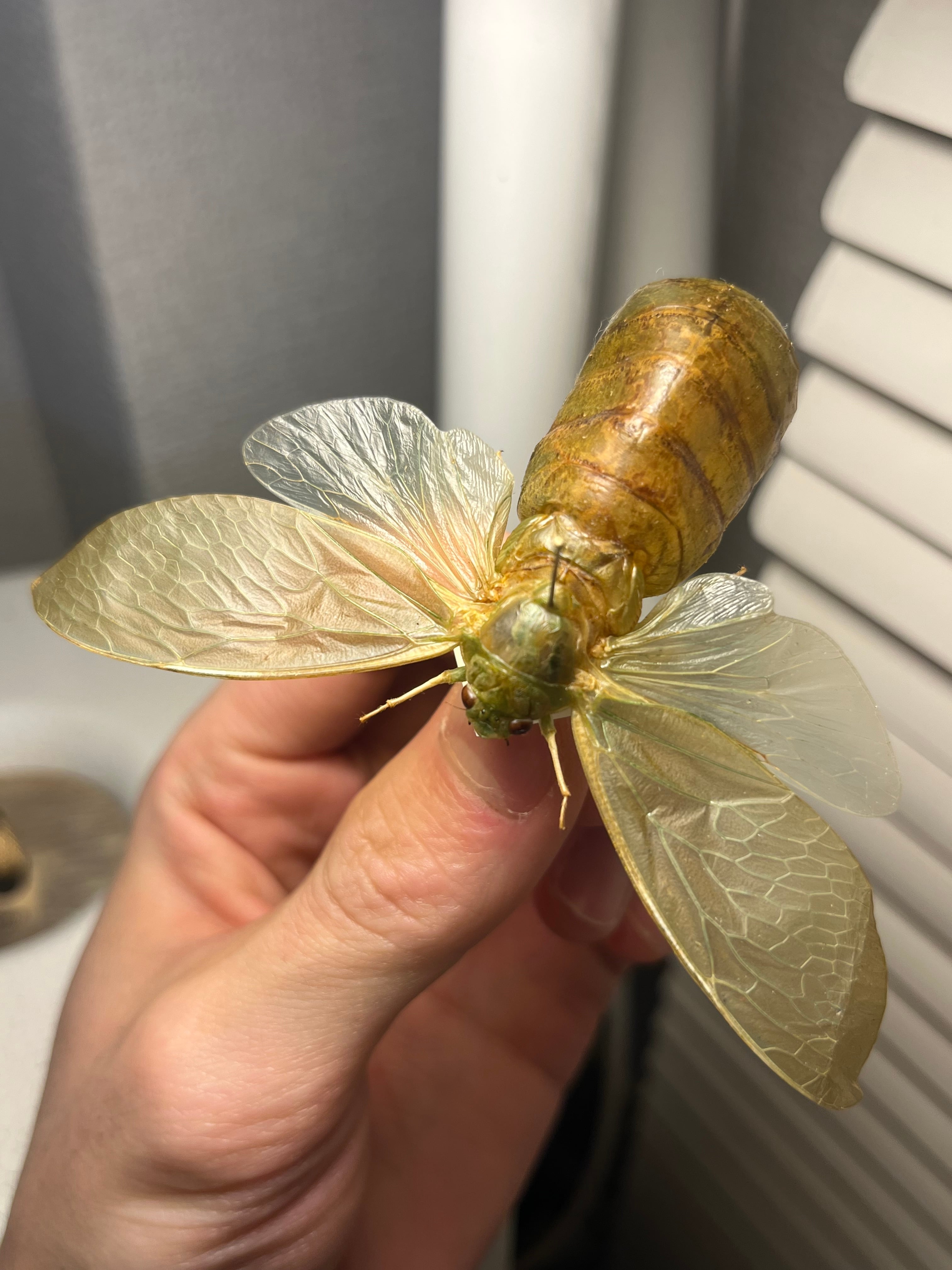 伝説ノ蝉】フウセンゼミ ハラブトゼミ Cystosoma saundersii 昆虫標本