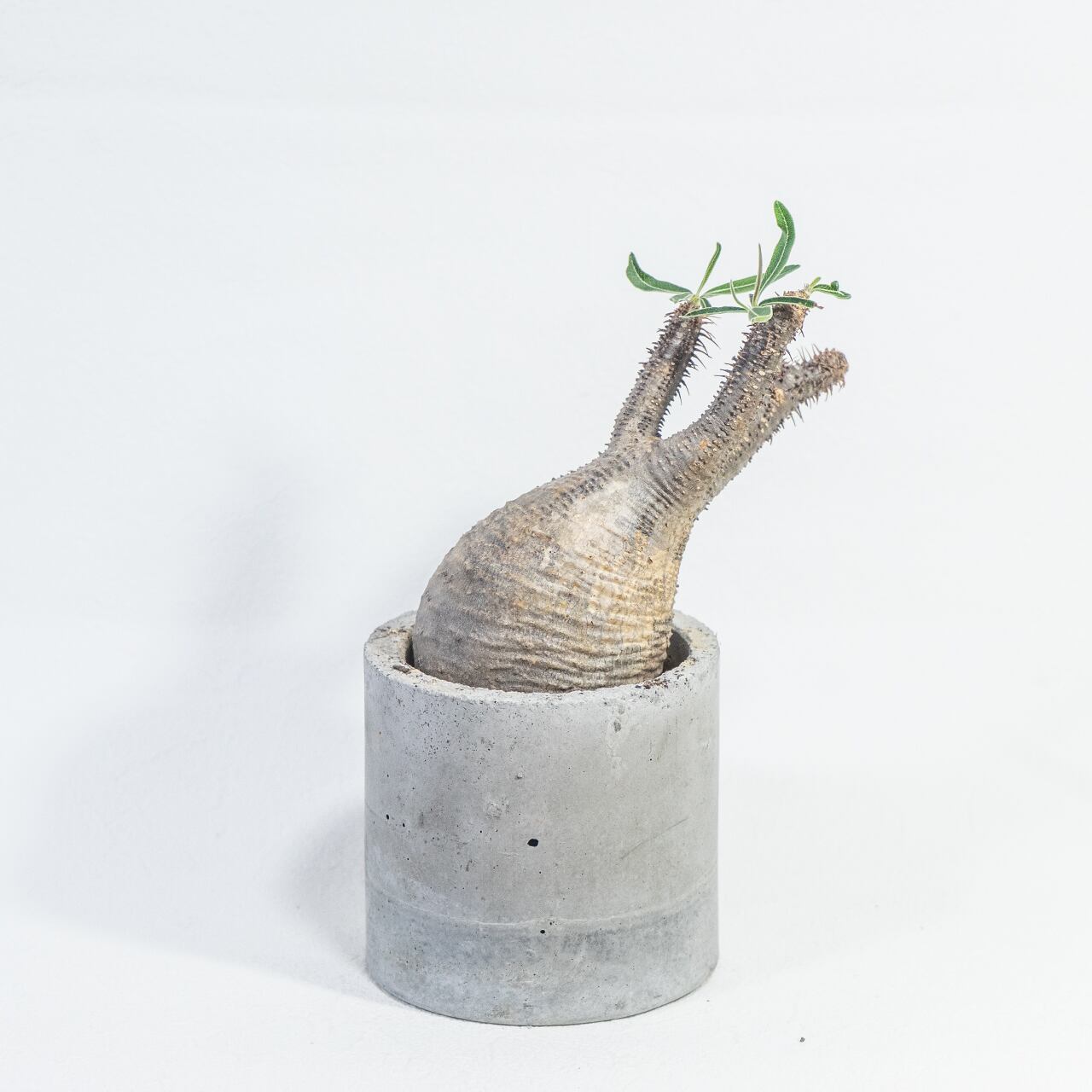 観葉植物 パキポディウム・グラキリス 曲線美を際立てる手作り鉢の一点物インテリア