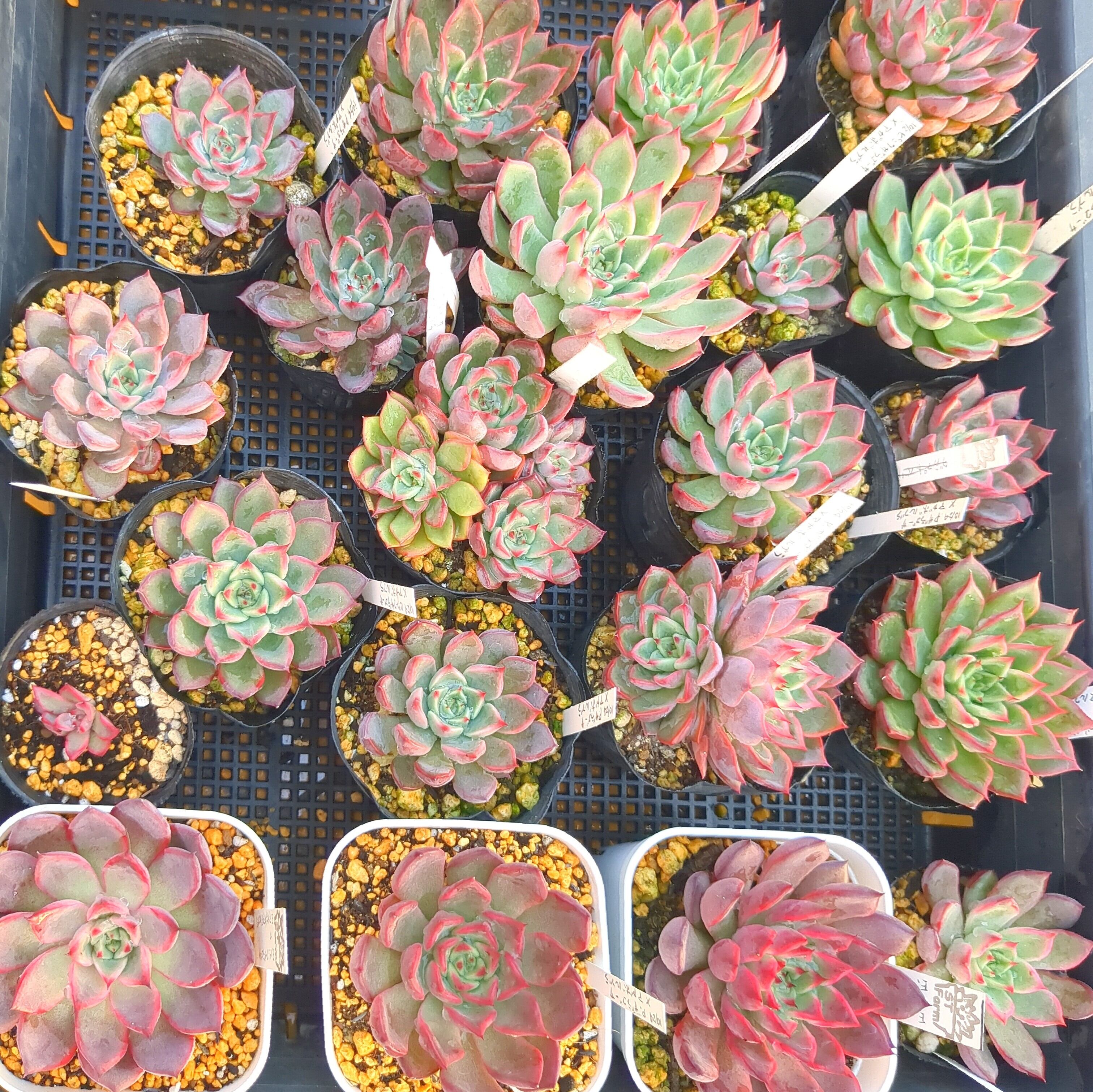 選抜前ST交配 エケベリア ピンクザラゴーサxアガボイデス ルブラ 実生