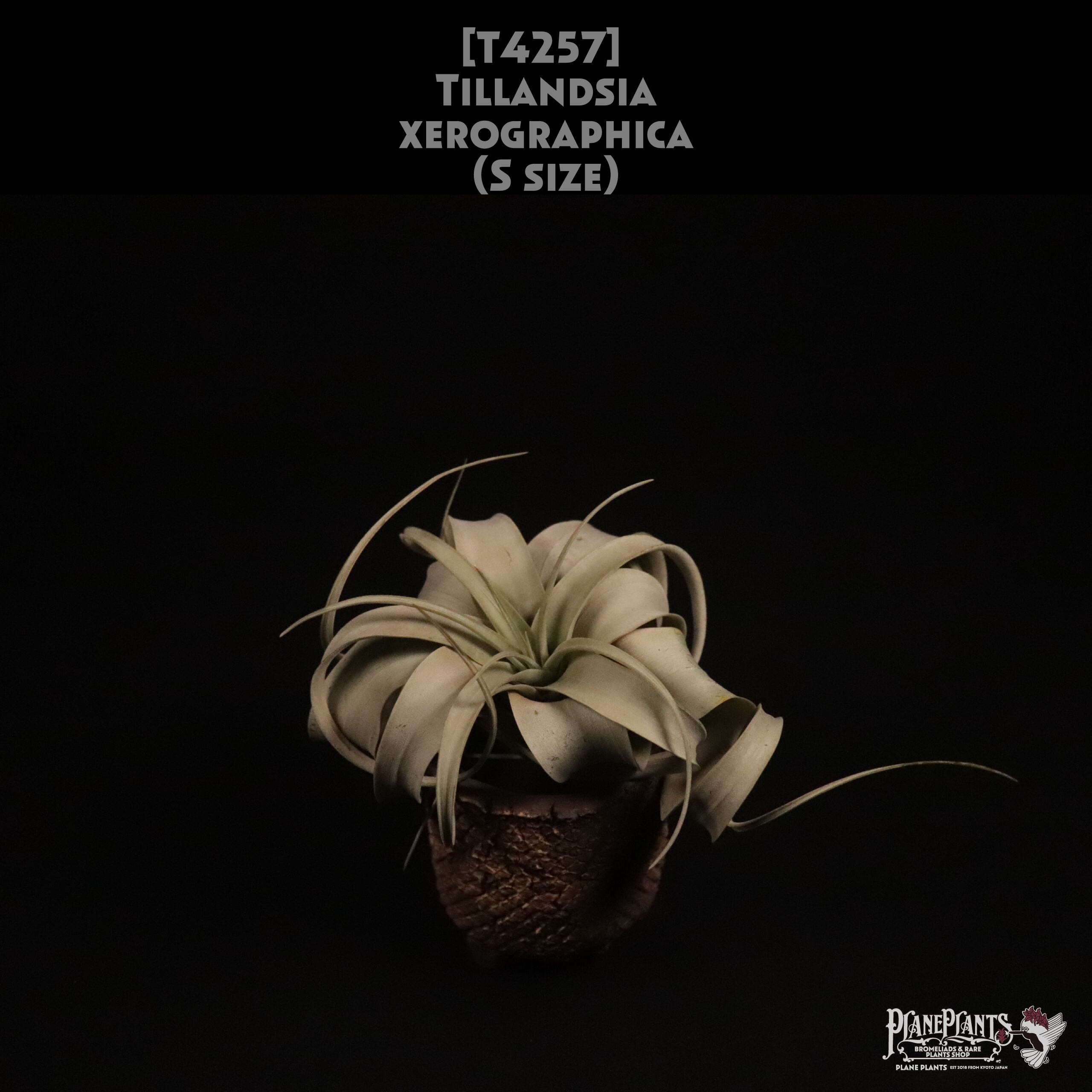 【送料無料】xerographica S〔エアプランツ〕現品発送T4257