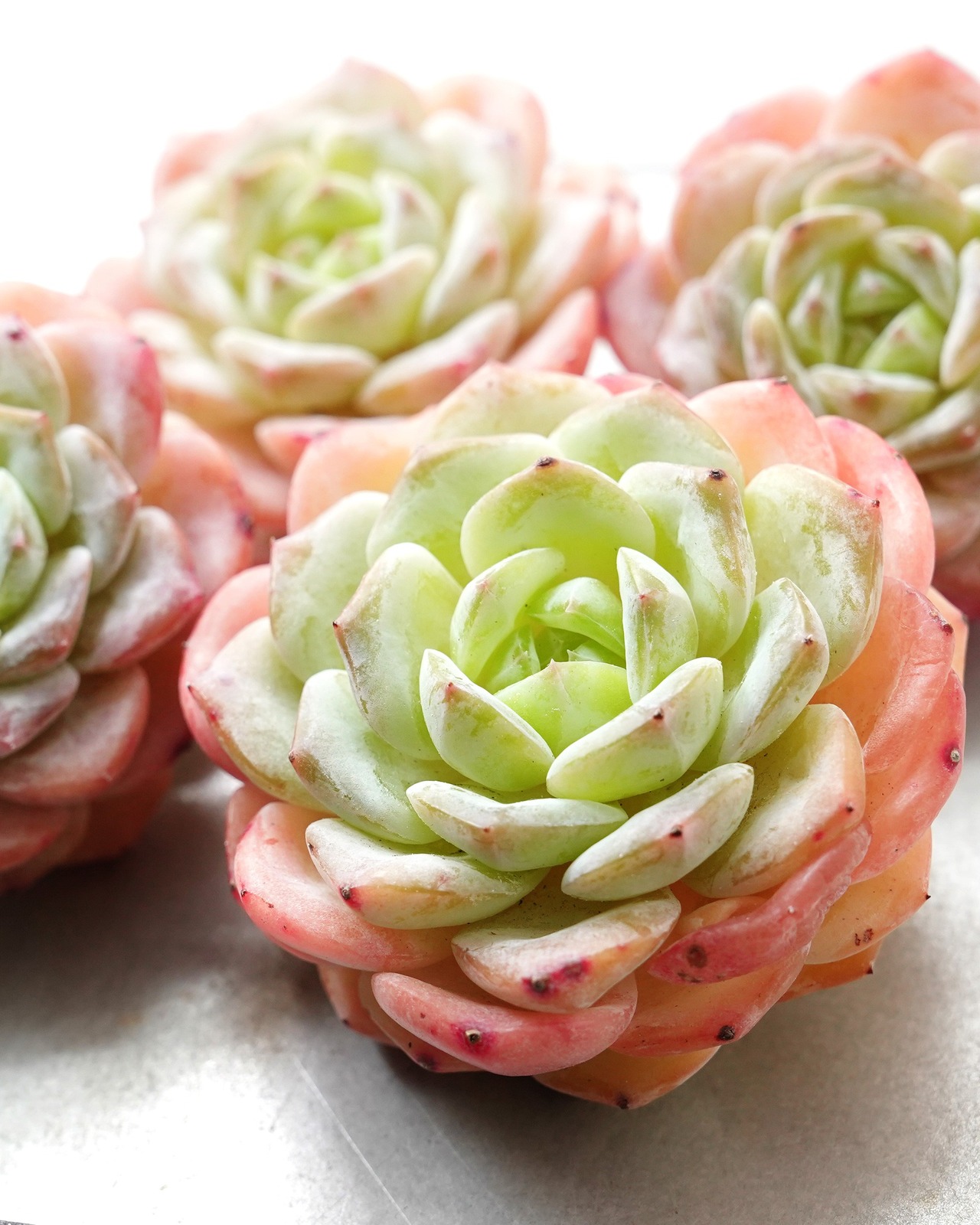 一部発根済カット苗 仰山雪 M Echeveria 'Yangshan Snow'