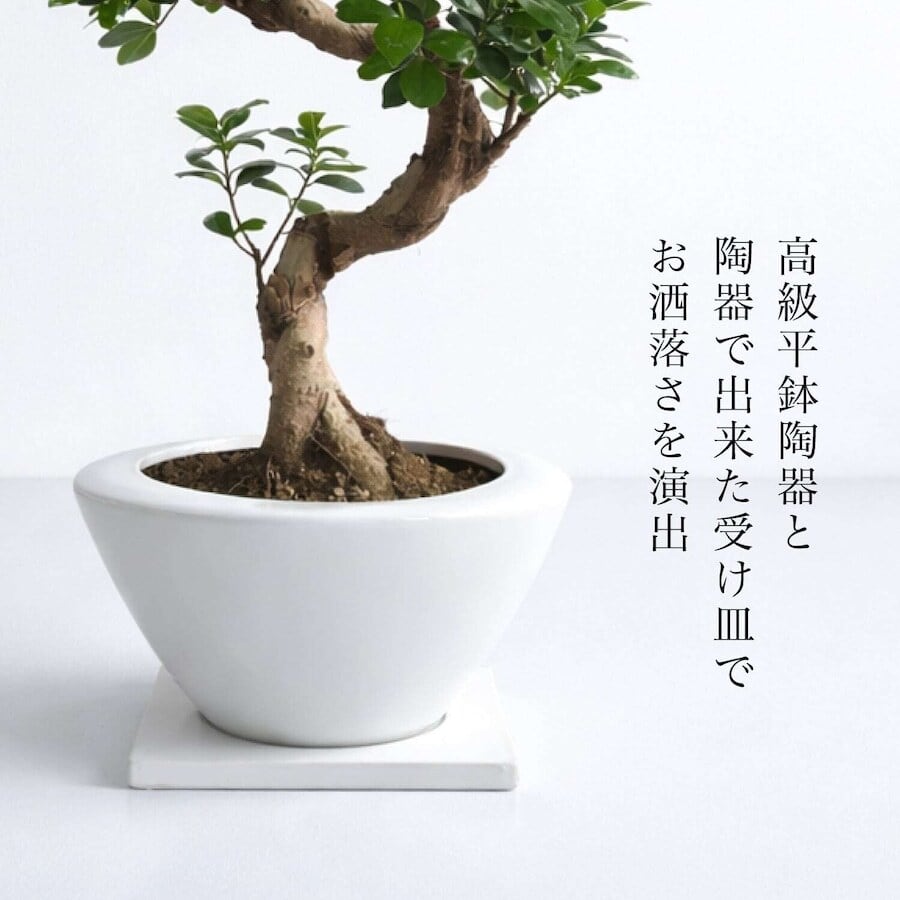 お洒落で珍しい樹形のS字ガジュマル 7号 （高級平鉢陶器