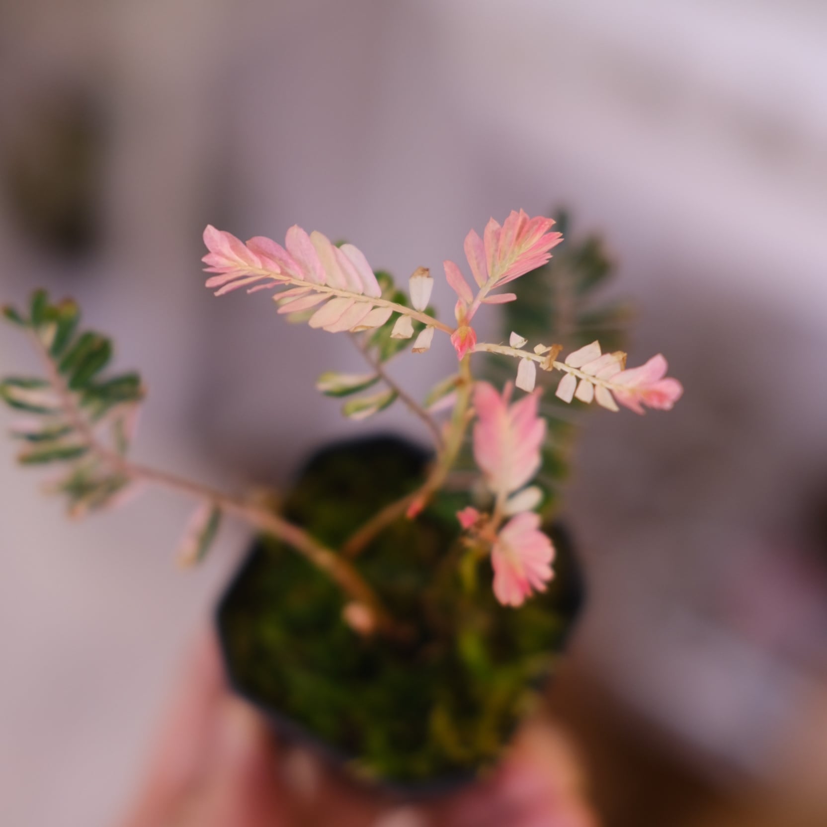 Phyllanthus urinaria 'Pink Variegated'④ / フィランサス