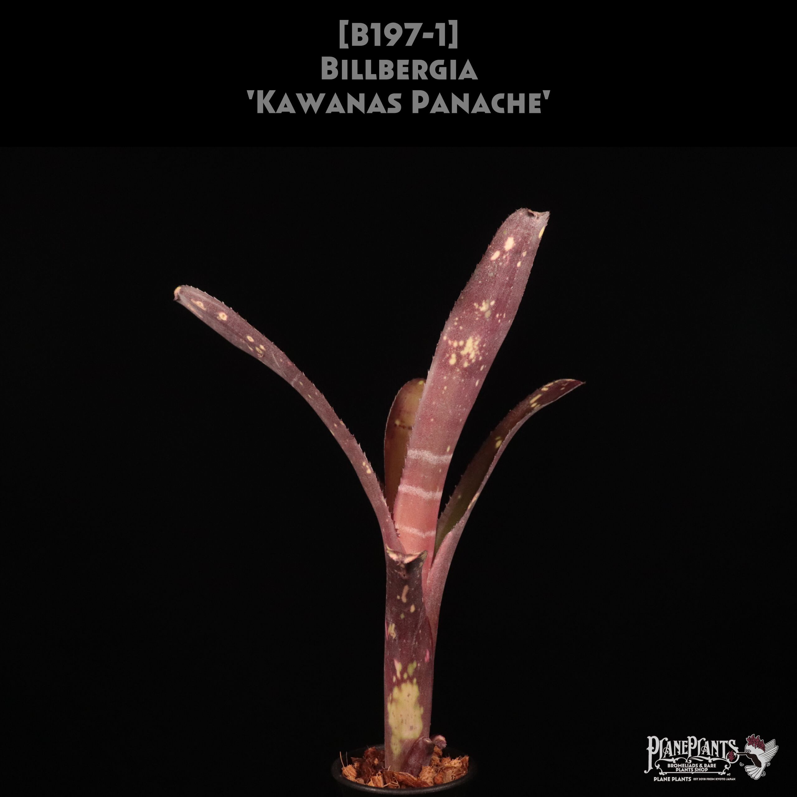 reserved】Billbergia 'Kawanas Panache'〔ビルベルギア〕現品発送