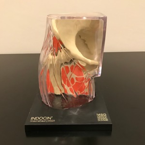 1973年製　臀部（お尻）の医療模型　医療機関用　米国薬品メーカの非売品　