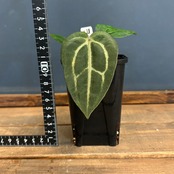 アンスリウム　カーラブラッキー【1055】