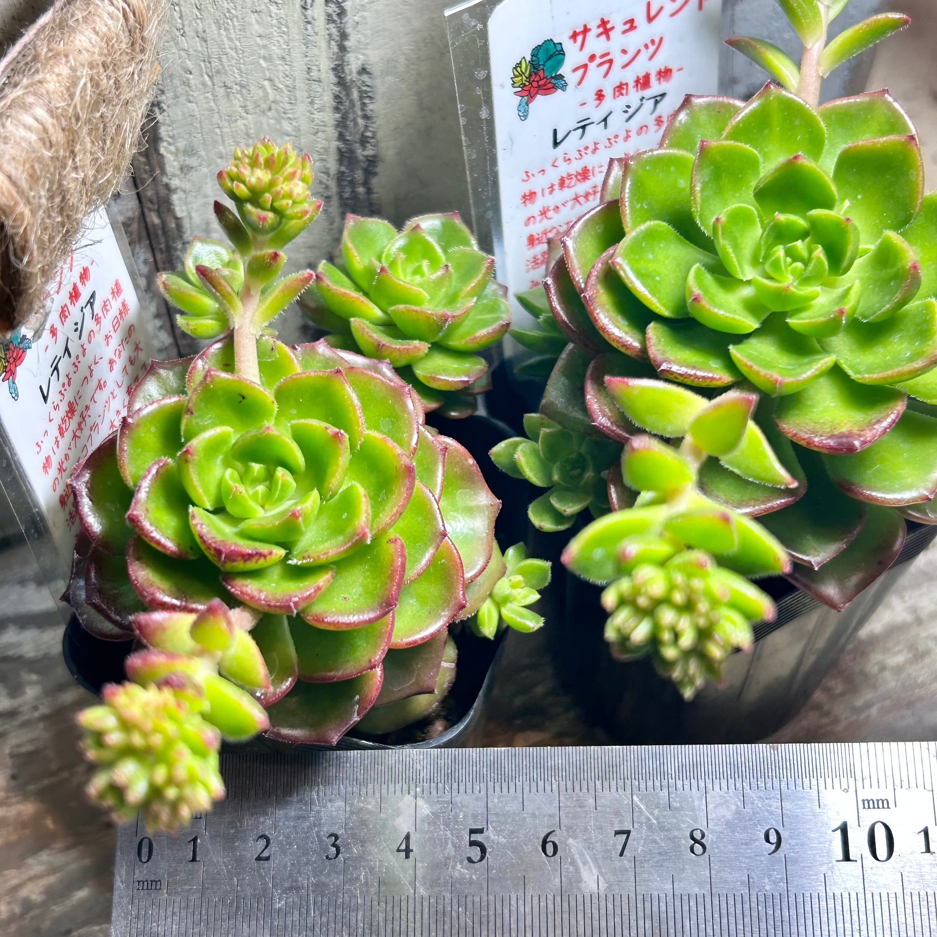 レディジア | RuPo 多肉植物専門店