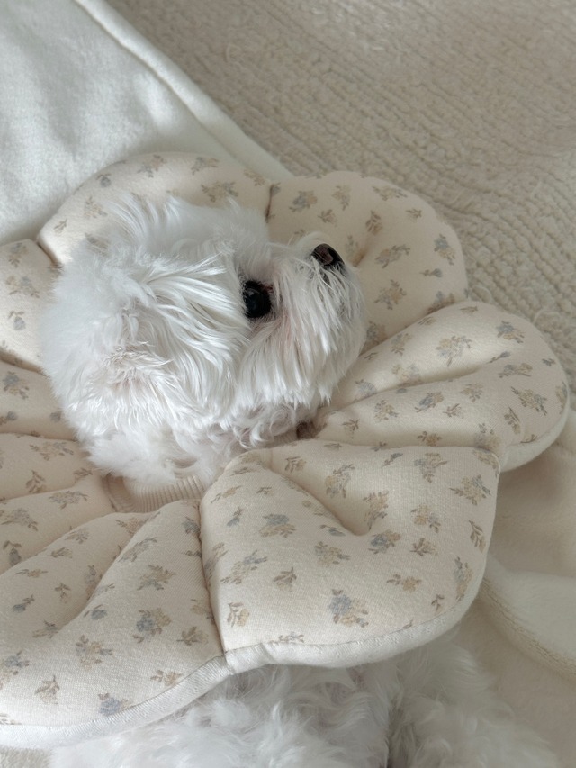 〈予約アイテム〉EYOU  /ピオナネックカラー  ソフトブロッサム Sサイズ