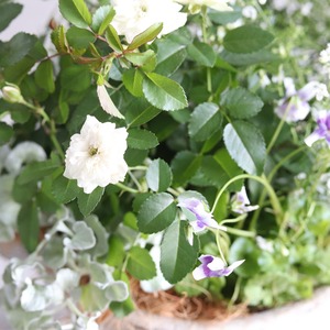 秋冬に楽しむ寄せ植え｜届いてすぐ玄関に飾れる 　グリーンアイスの寄せ植え（少し欠けあり）