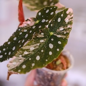 Begonia maculata variegata 'Pink'|ベゴニア マクラータ ピンク斑入り②|観葉植物